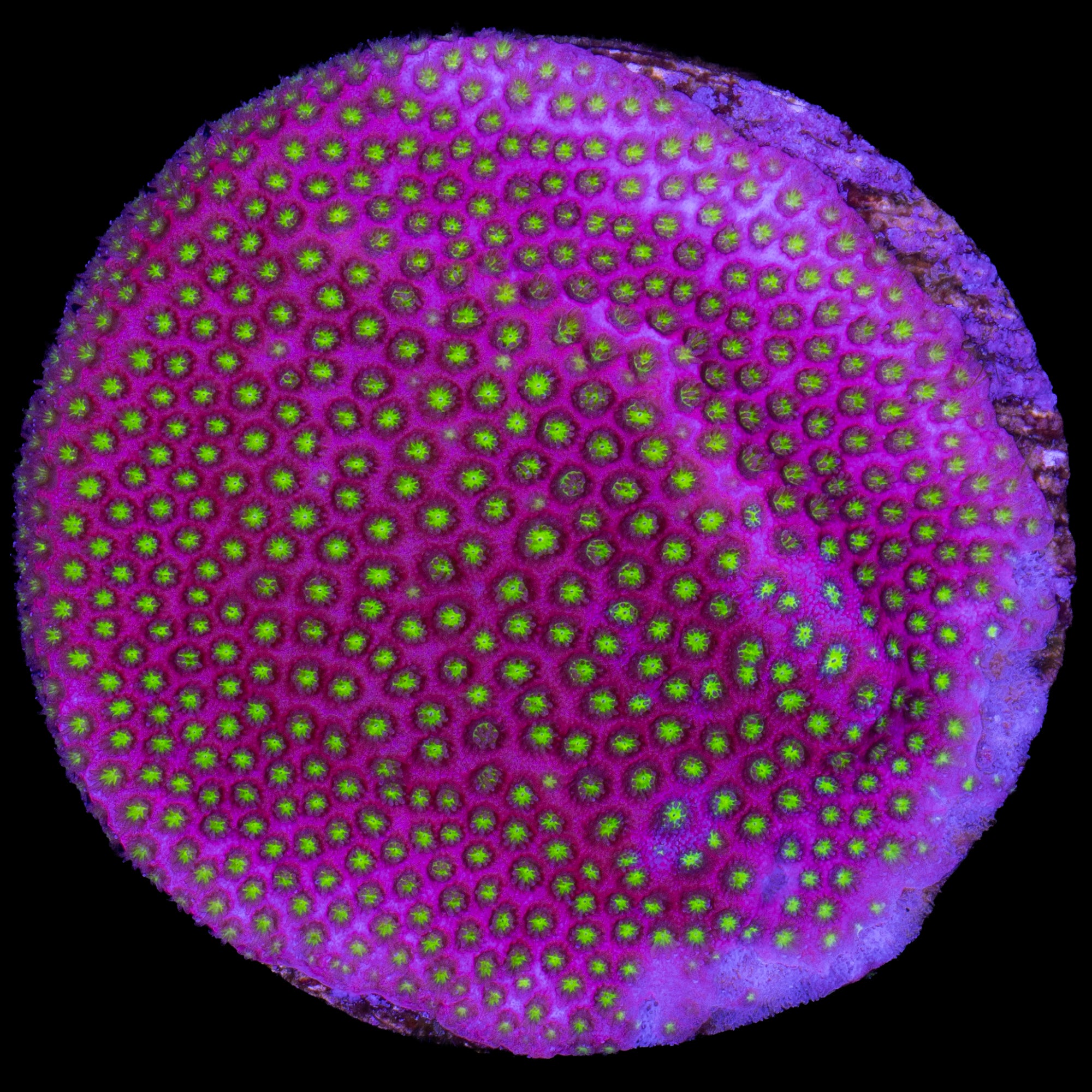 Electric Daisy Stylocoeniella Coral