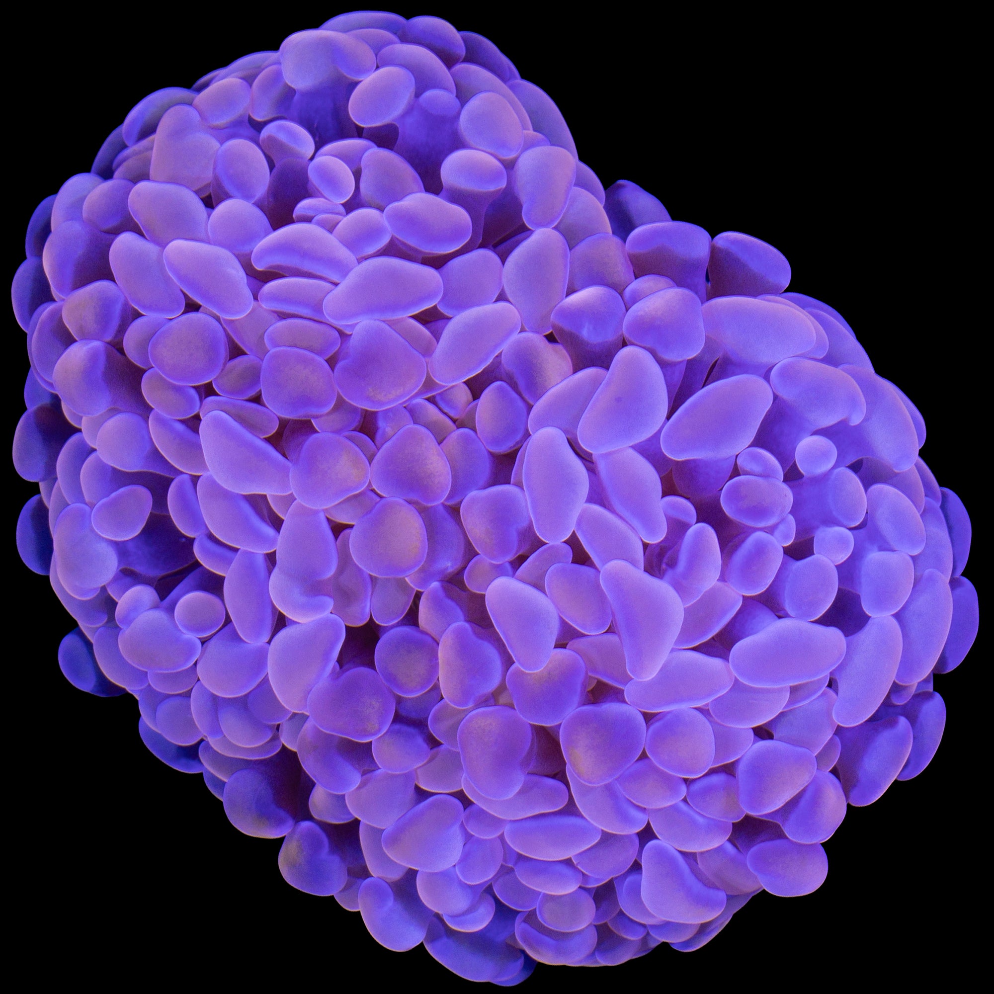 Peach Branching Hammer Coral