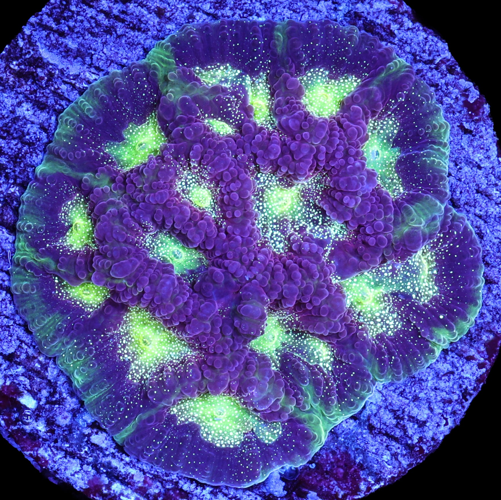 Fairy Dust Favia Coral