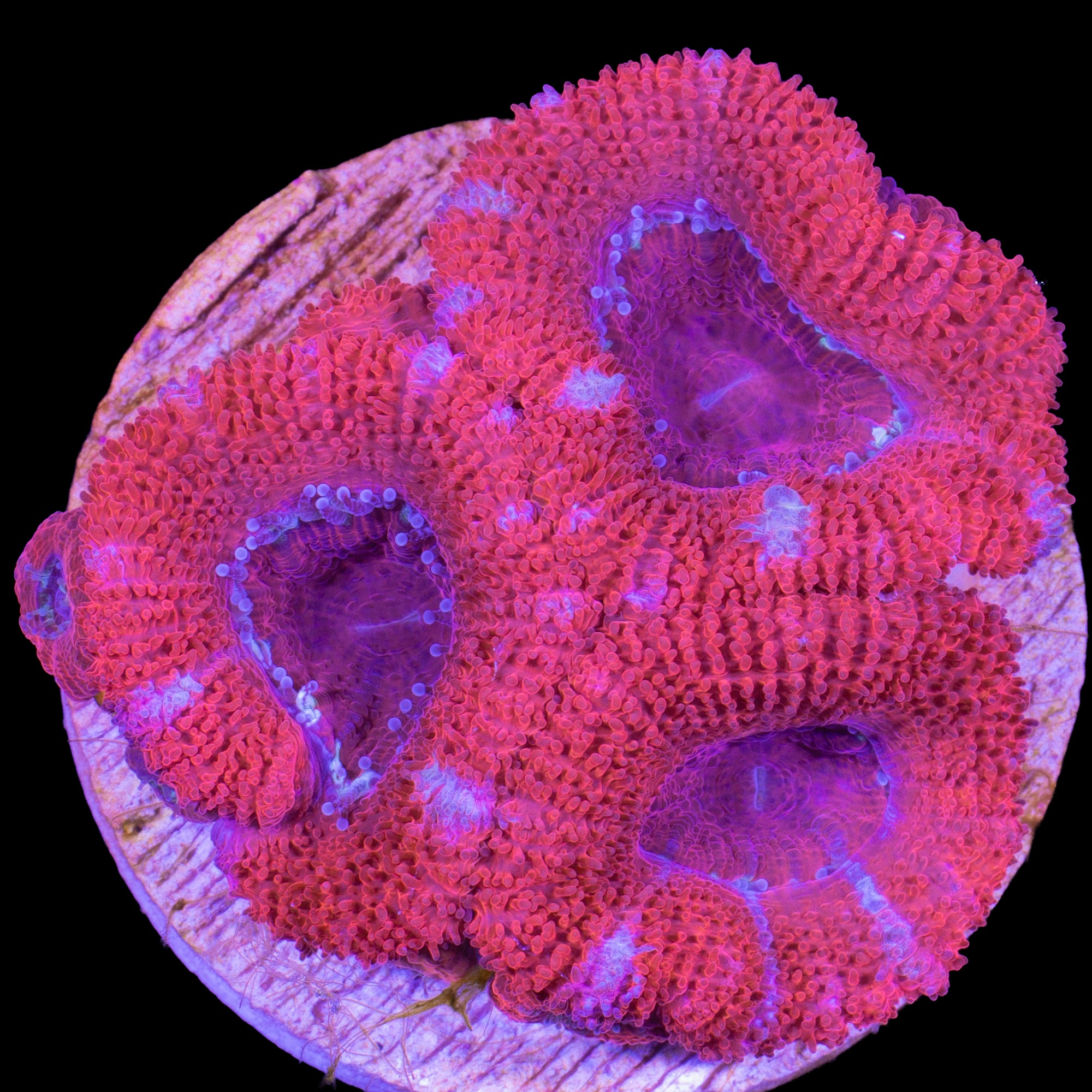 White Streak Acan Coral
