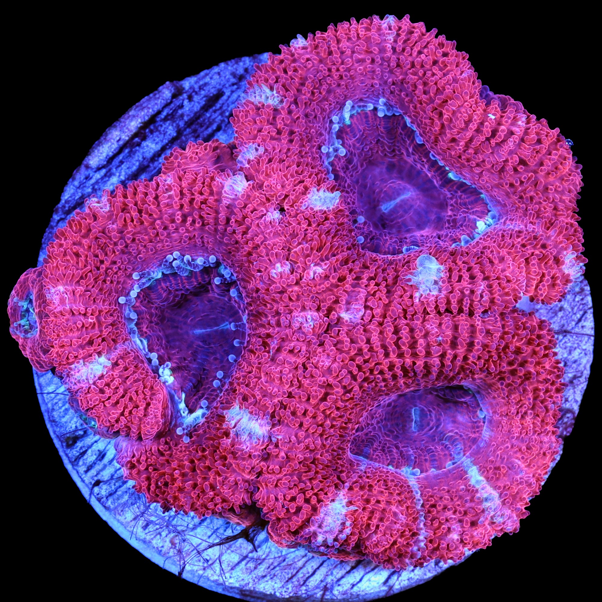White Streak Acan Coral