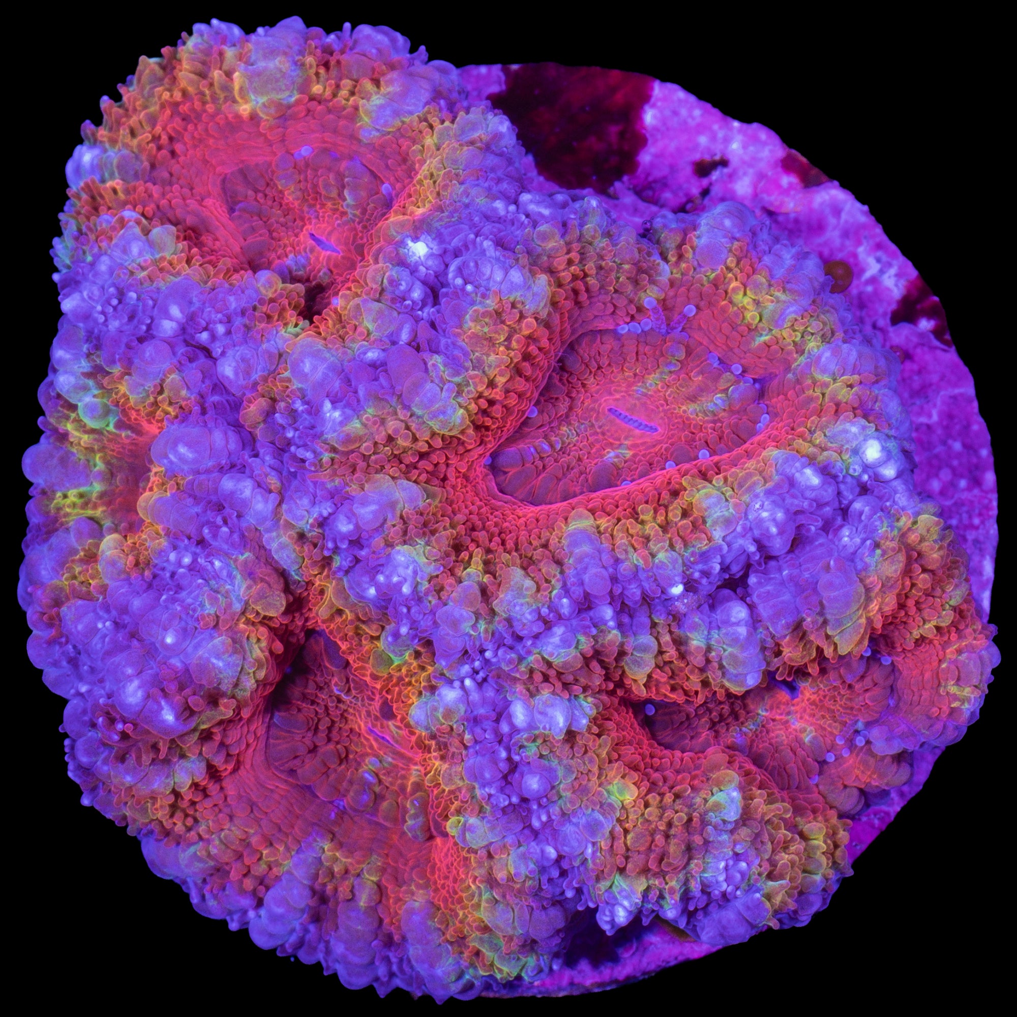 Rainbow Acan Coral