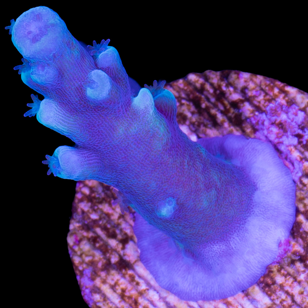 Oregon Blue Tort Acropora Coral