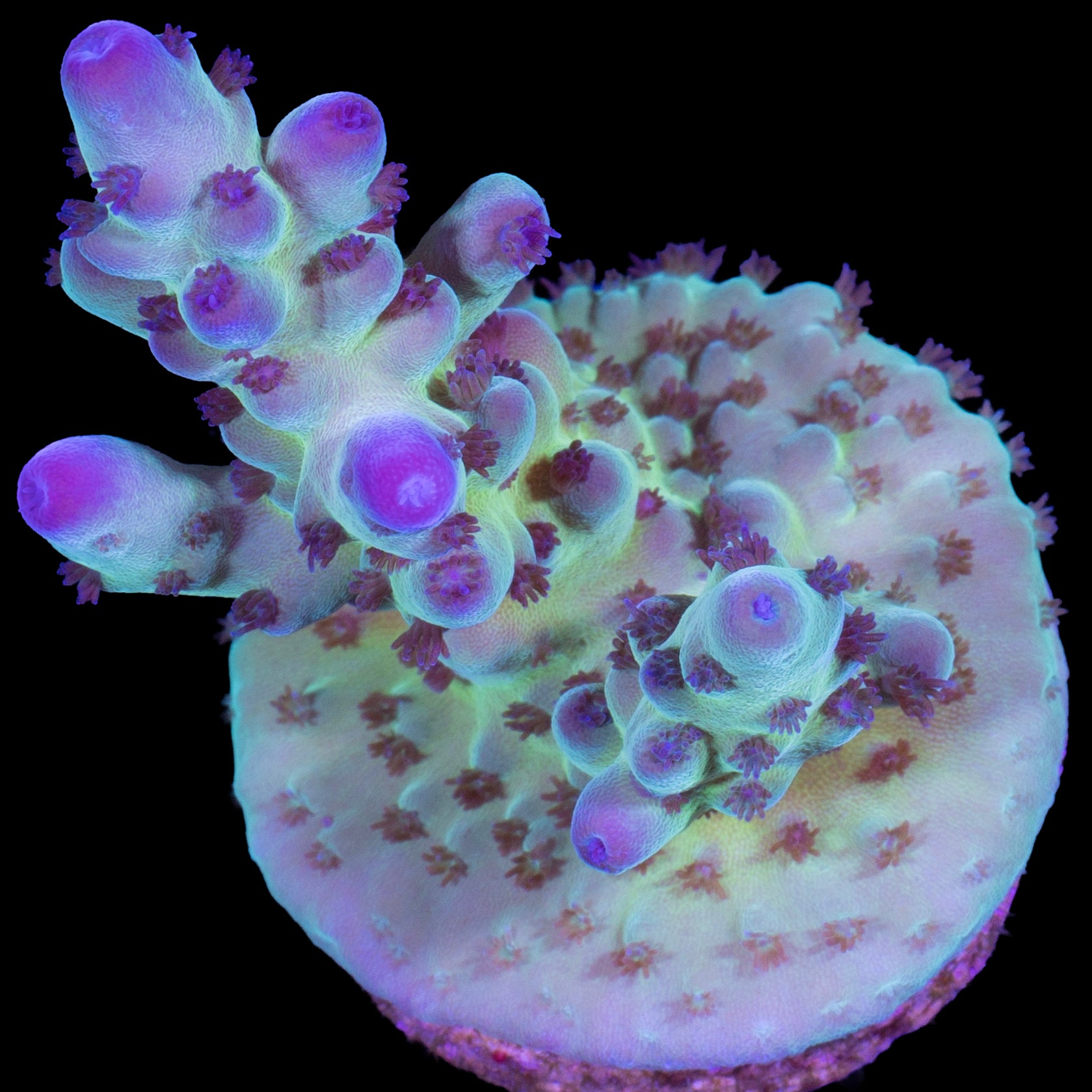 RRC OG Avenger Acropora Coral