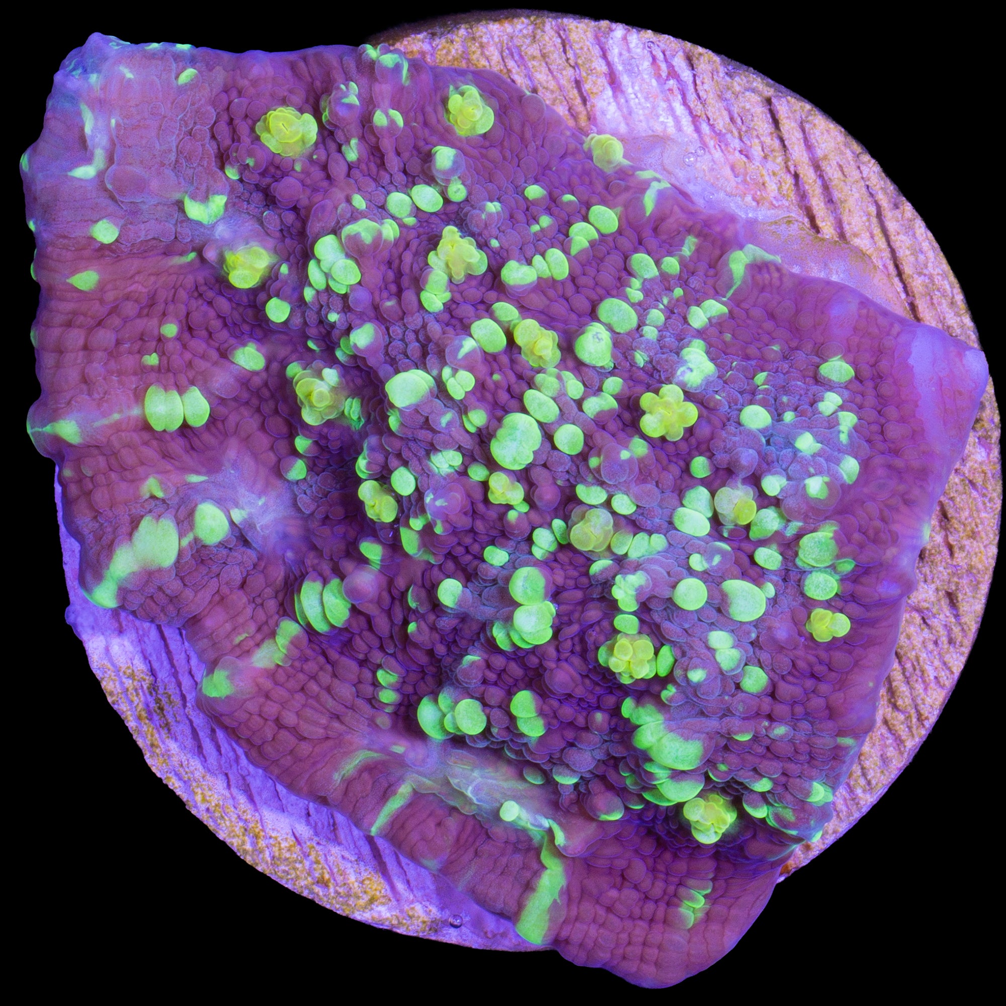 Vivid's Shooting Star Echinophyllia Coral