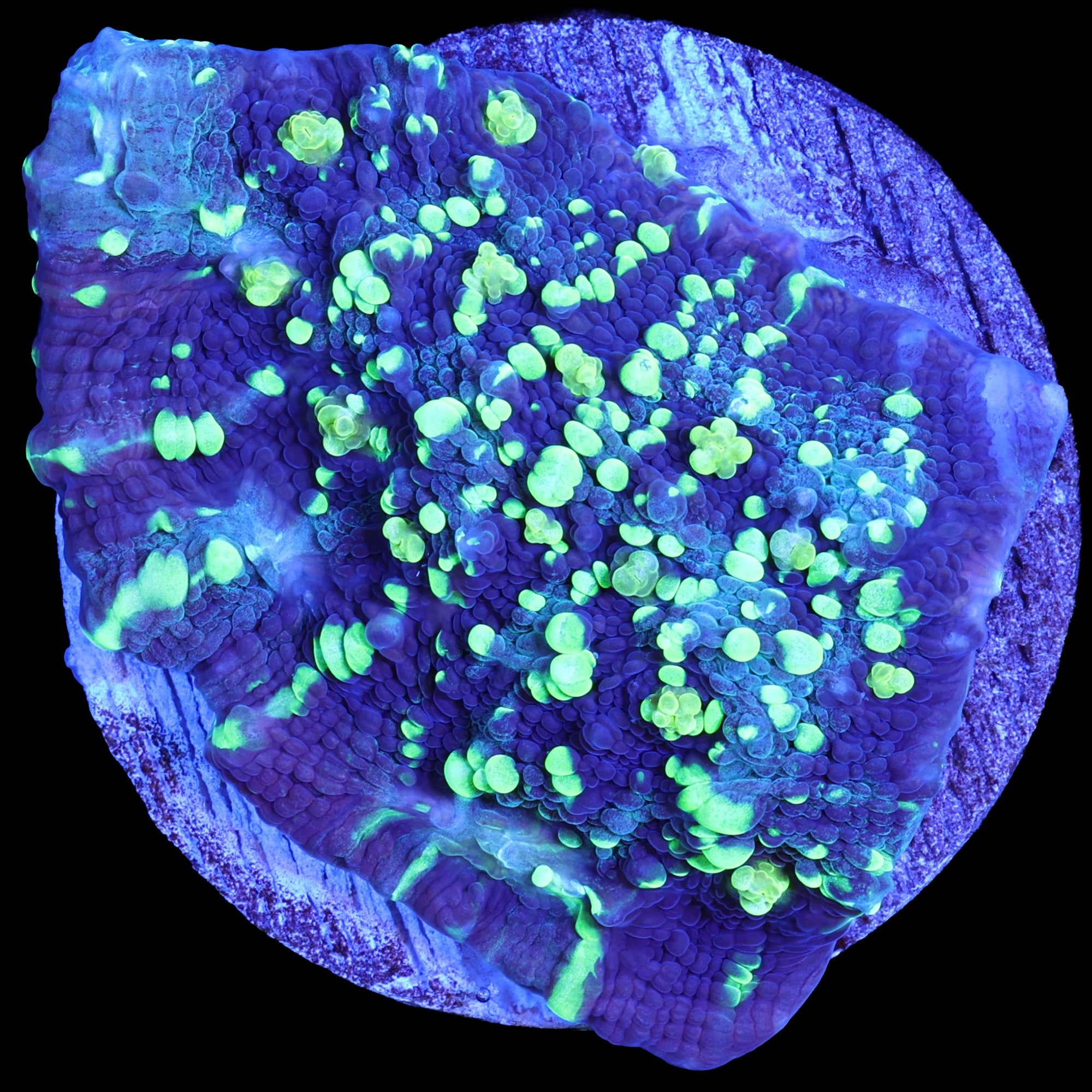 Vivid's Shooting Star Echinophyllia Coral