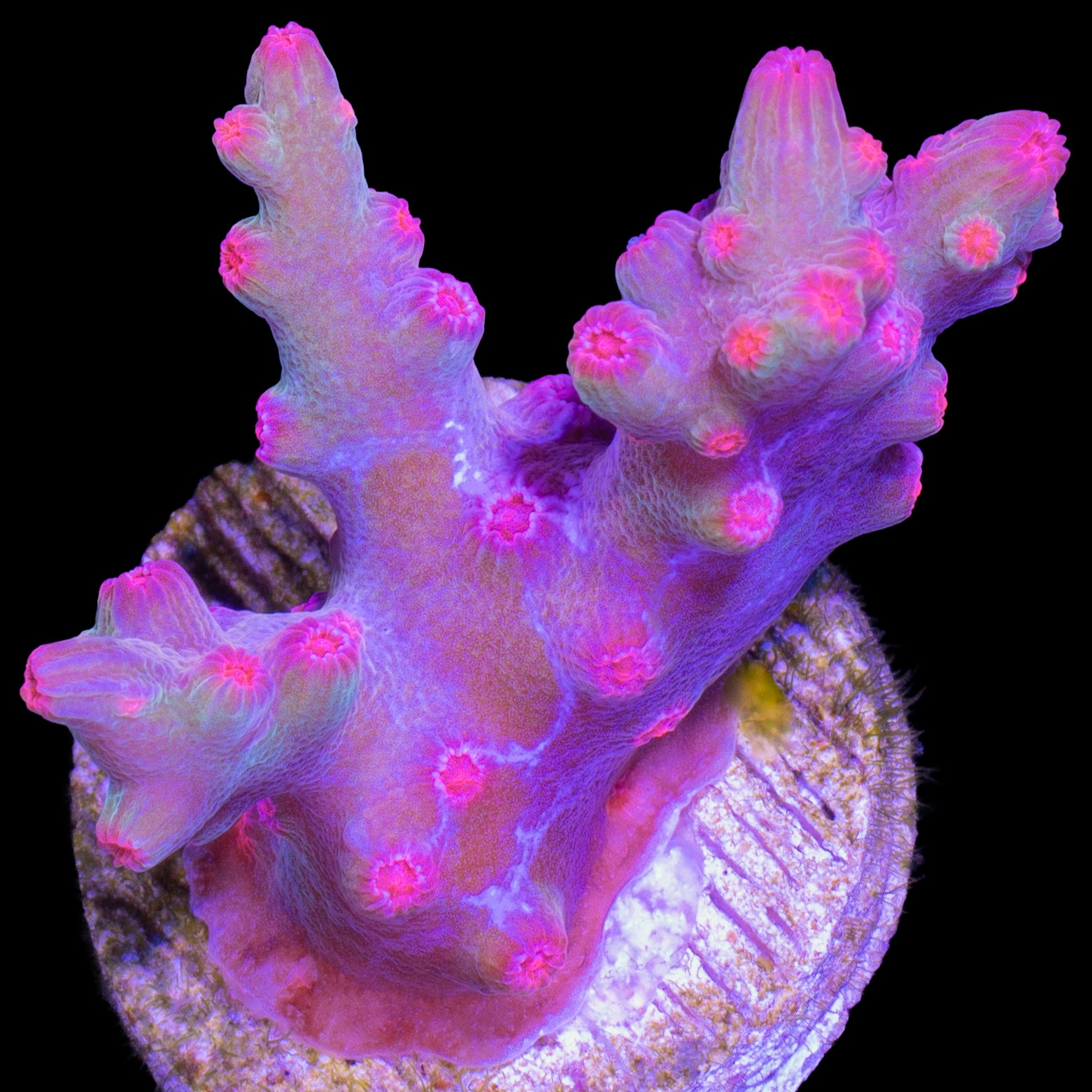 Vivid's Branching Cyphastrea Decadia Coral