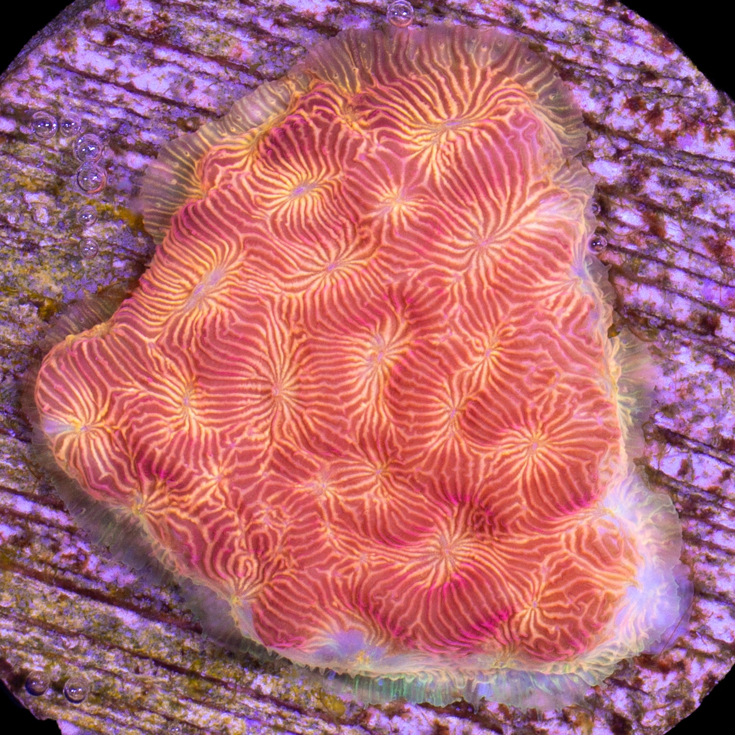 Sun God Leptoseris Coral