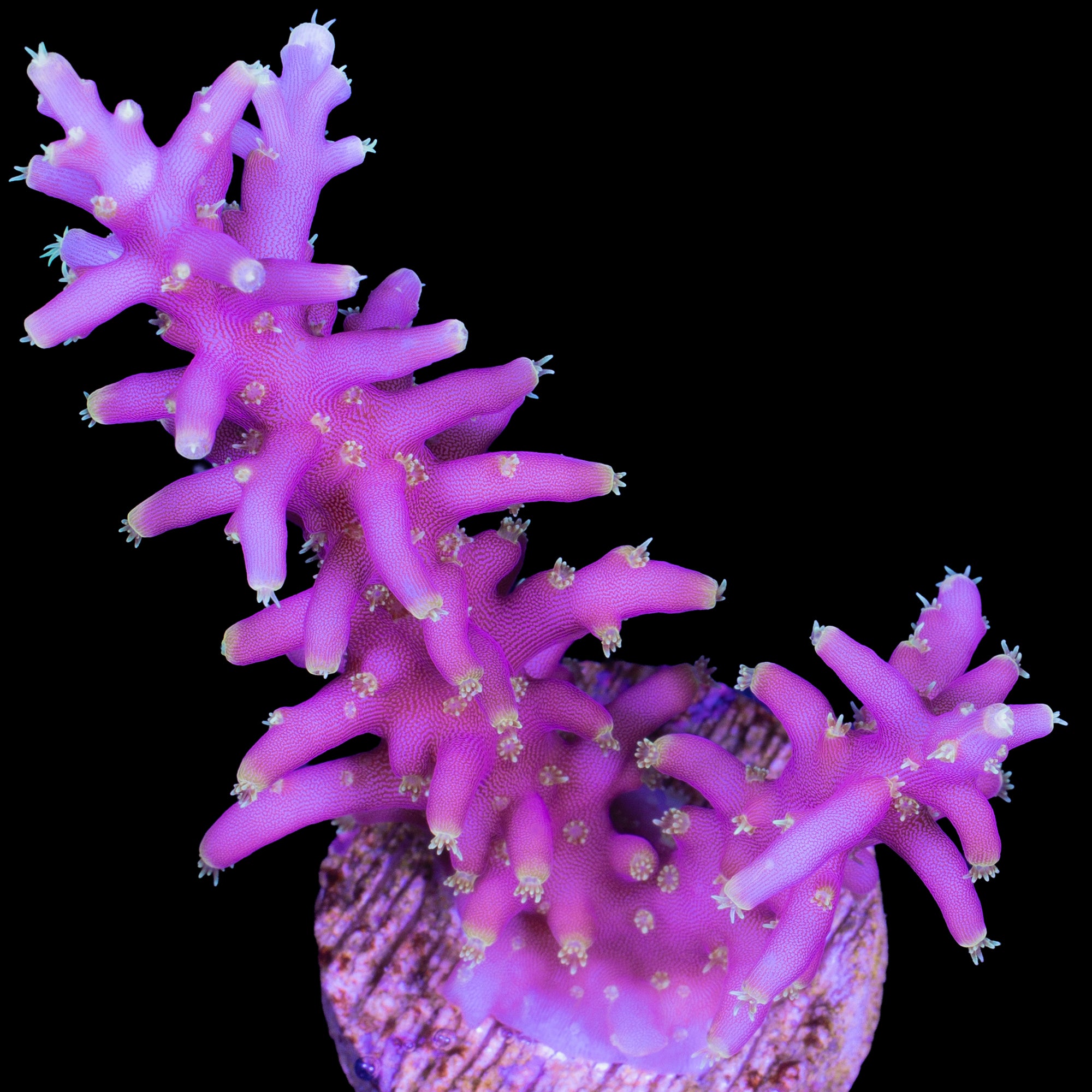 Little Red Ferrari Acropora Coral - Lg Frag