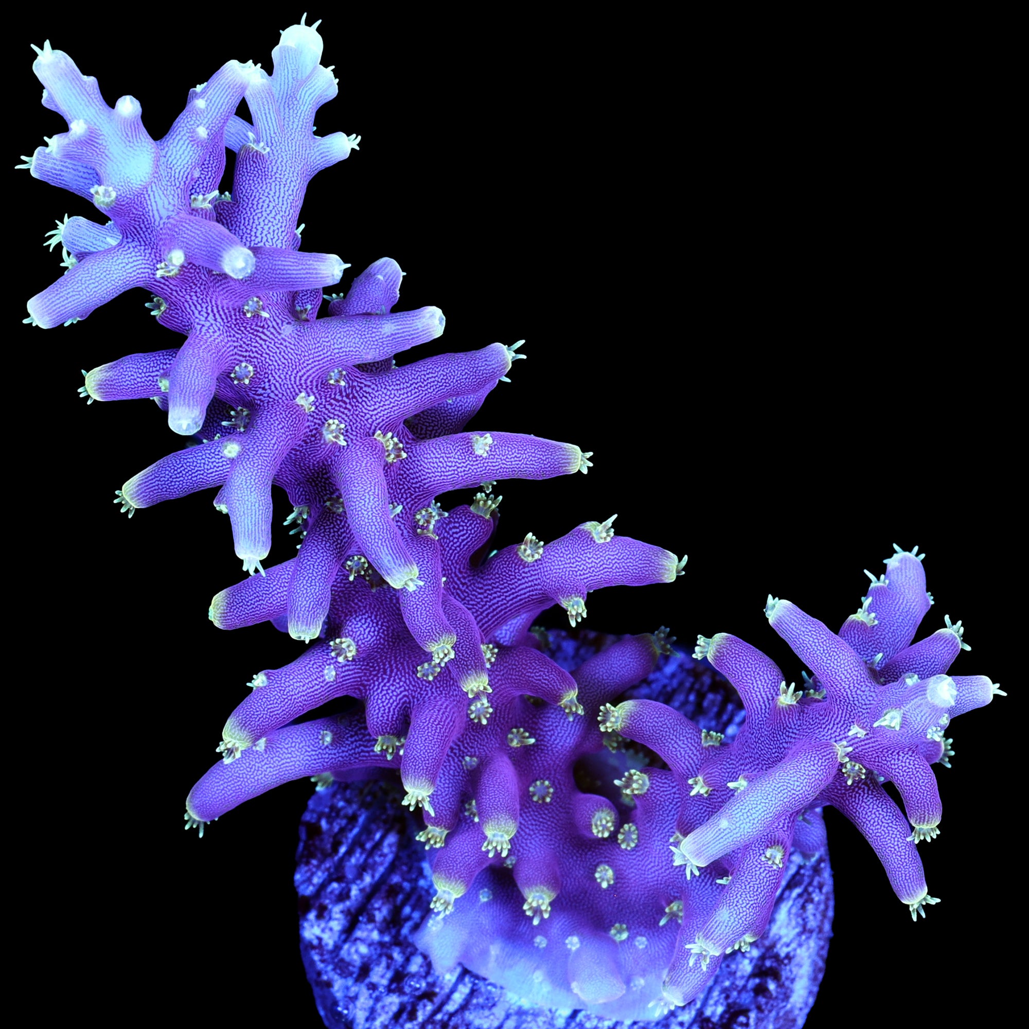 Little Red Ferrari Acropora Coral - Lg Frag
