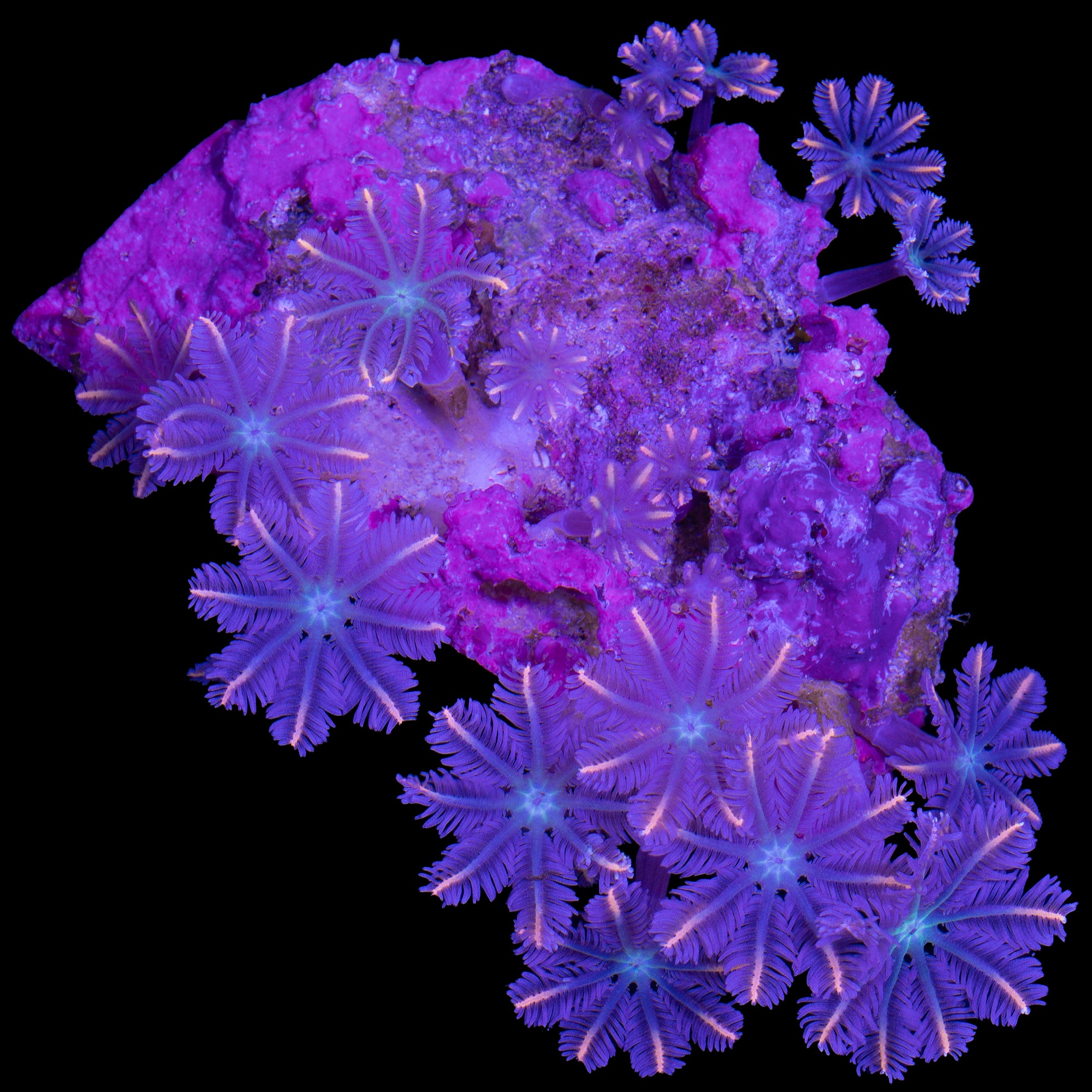 Orange Tip Clove Polyps