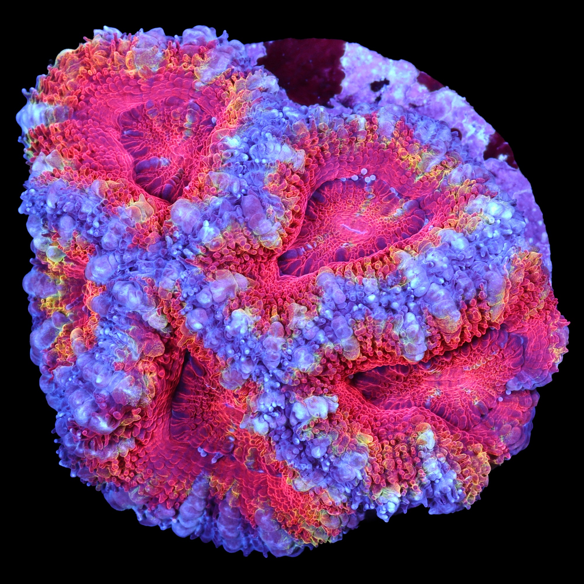Rainbow Acan Coral