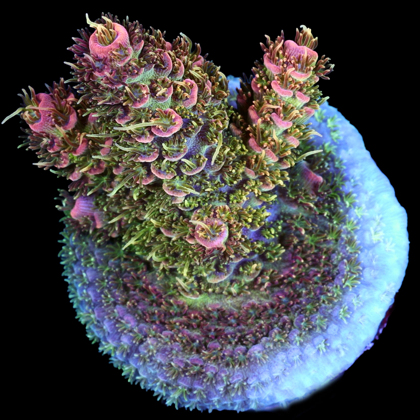 Super Peach Millepora Acropora Coral