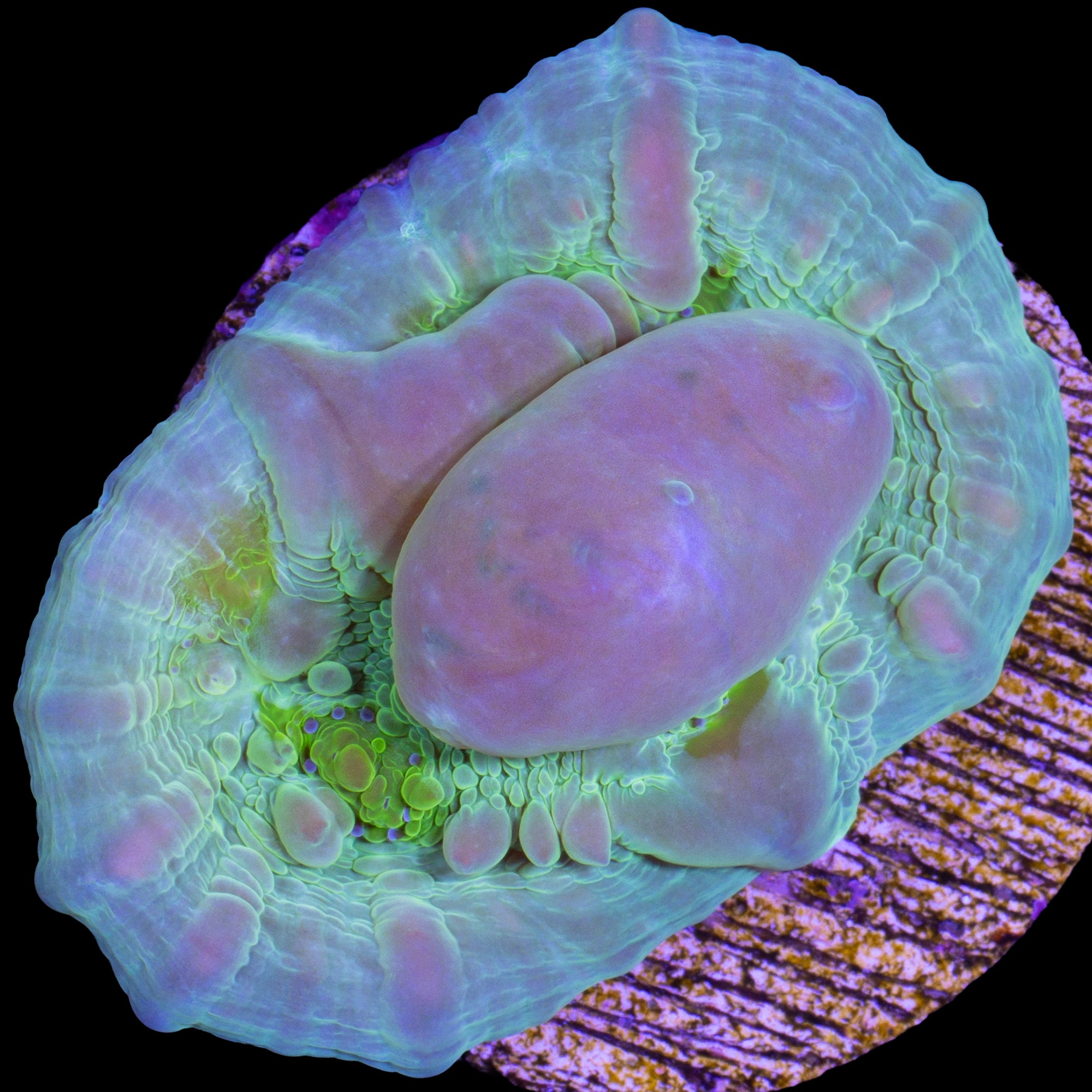 Vivid's Bounce Chalice Coral - 800 Grown