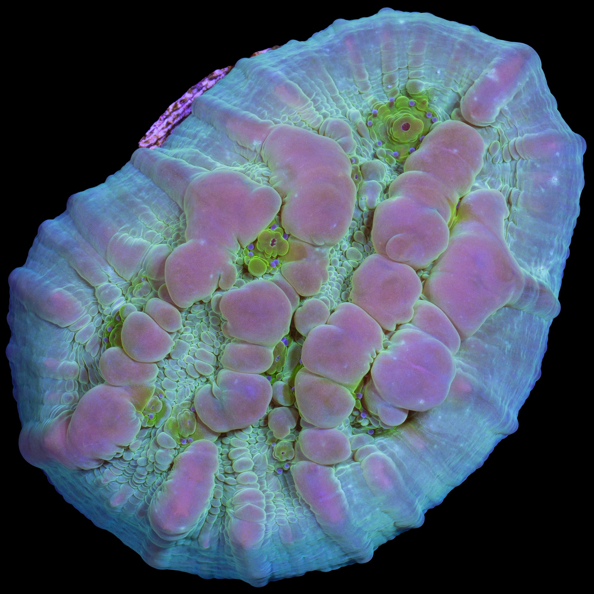 Vivid's Bounce Chalice Coral - 800 Grown