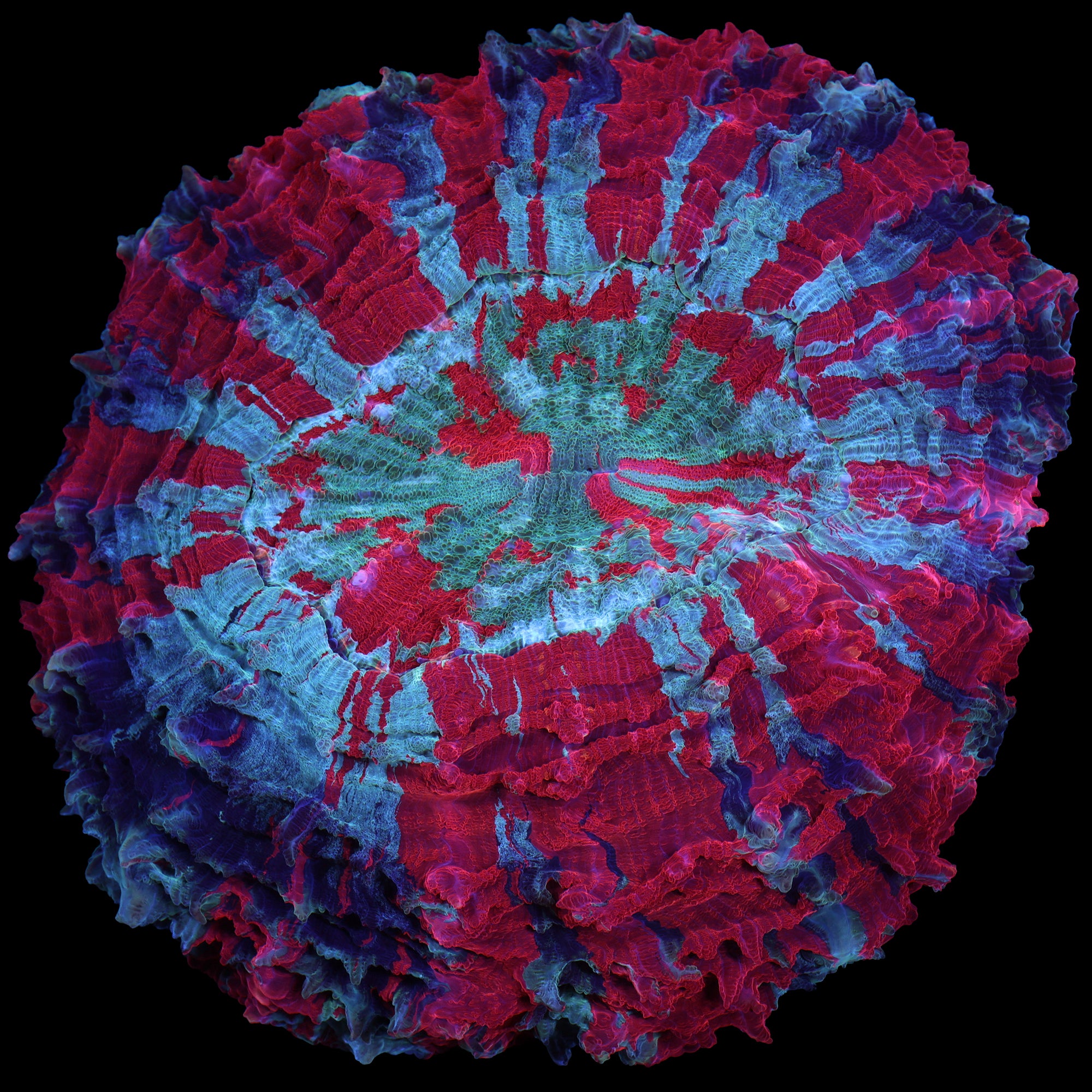 Ultra Acanthophyllia Coral