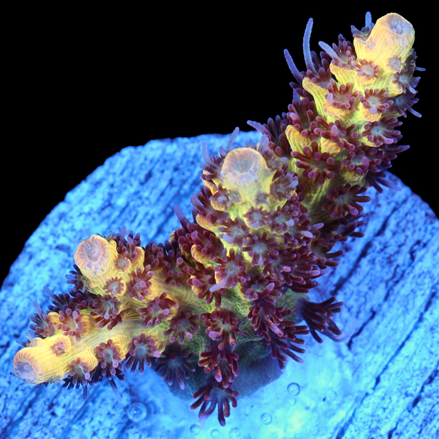 Tyree Pink Lemonade Acropora Coral - 800 Grown