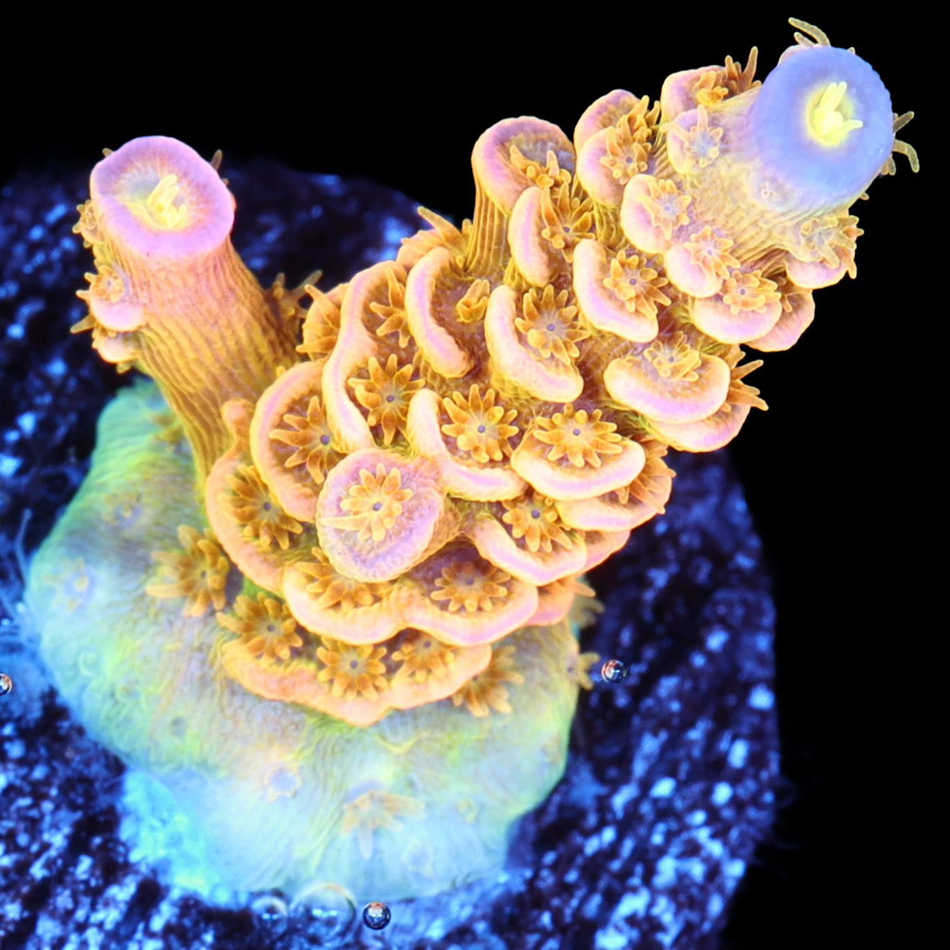 Walt Disney Acropora Coral - 800 Grown