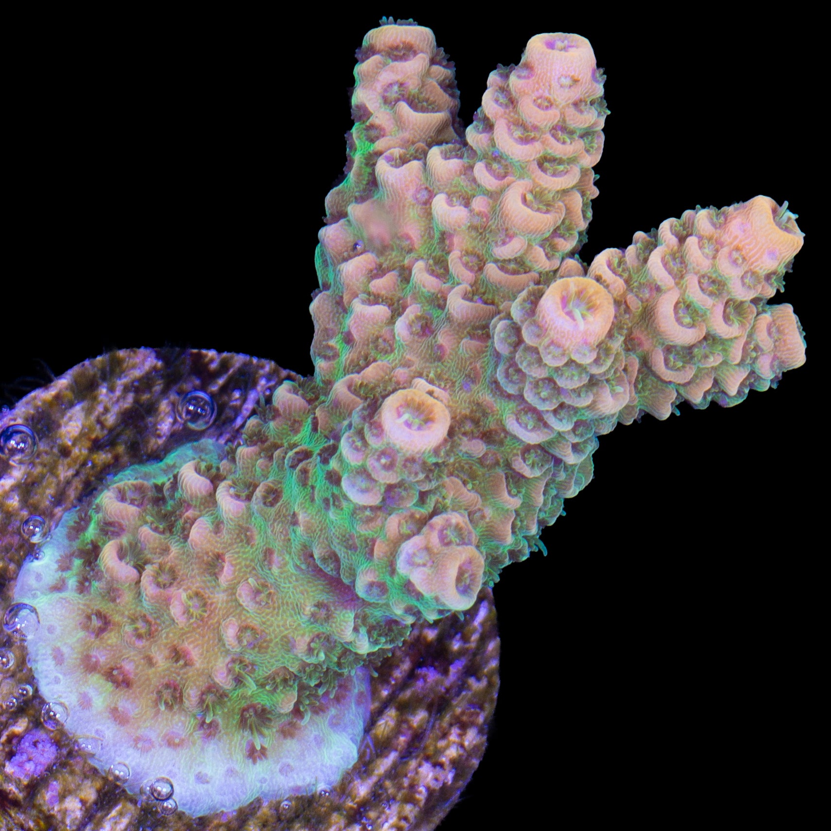 Tangerine Millepora Acropora Coral