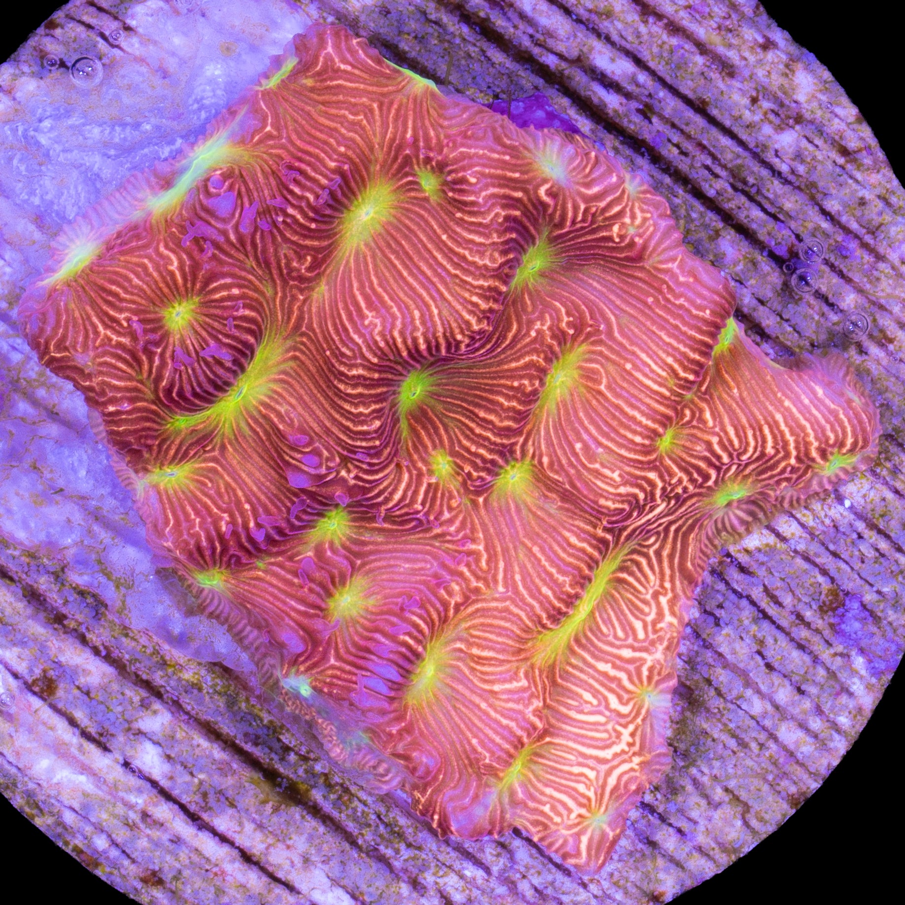 Jack-O-Lantern Leptoseris Coral