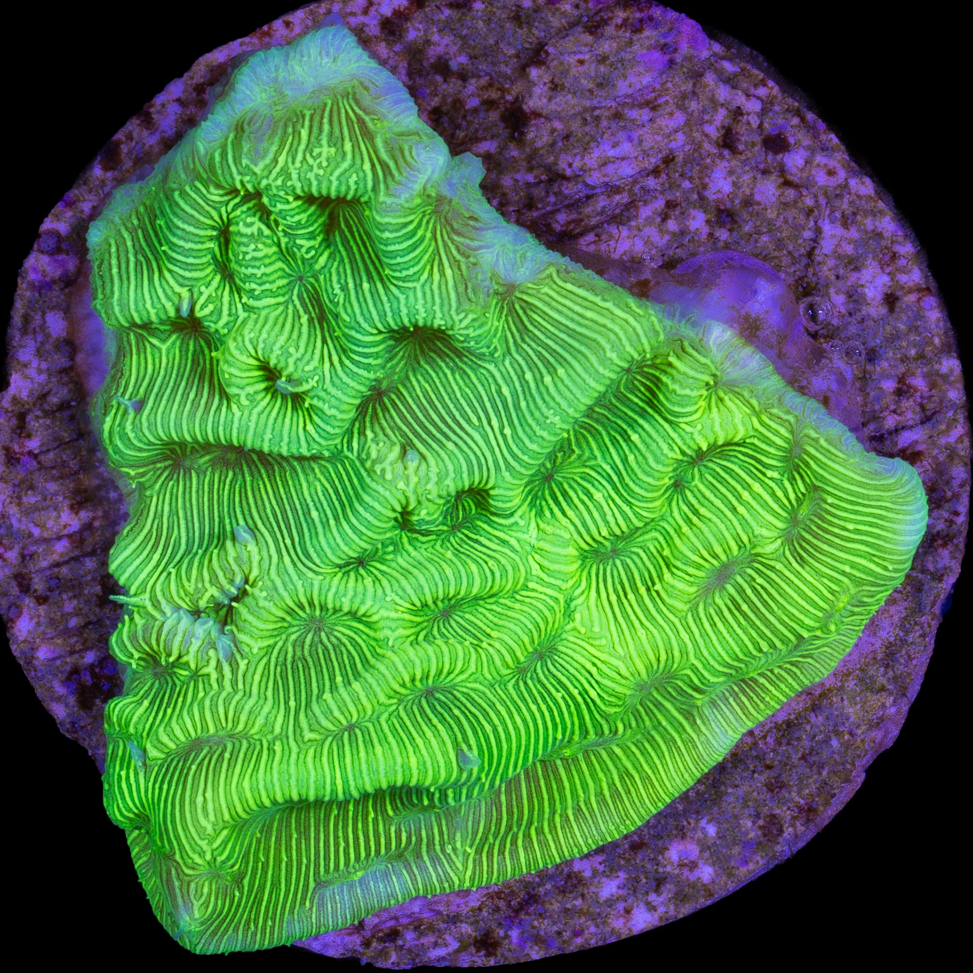 Convict Leptoseris Coral