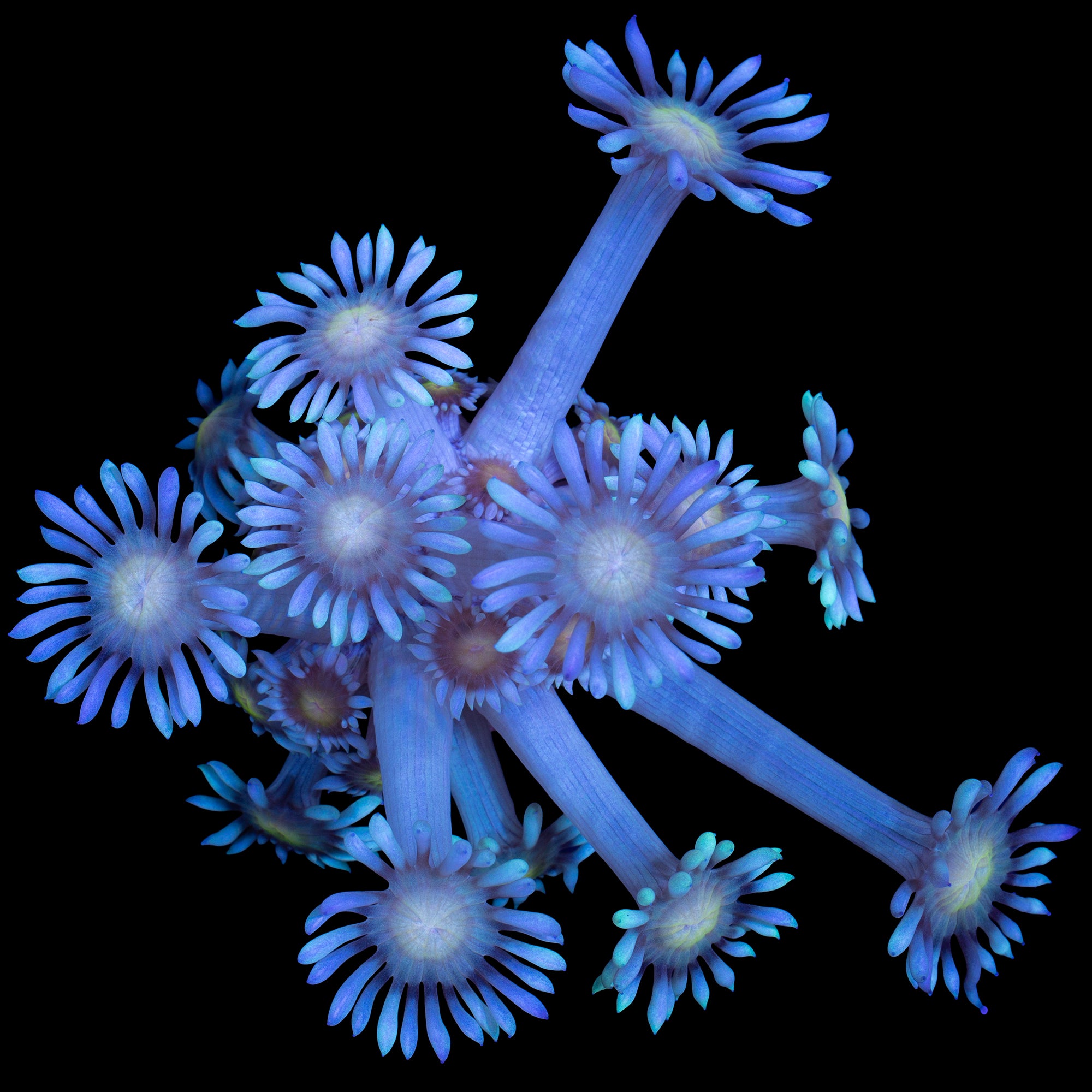 Yellow Eye Goniopora Coral