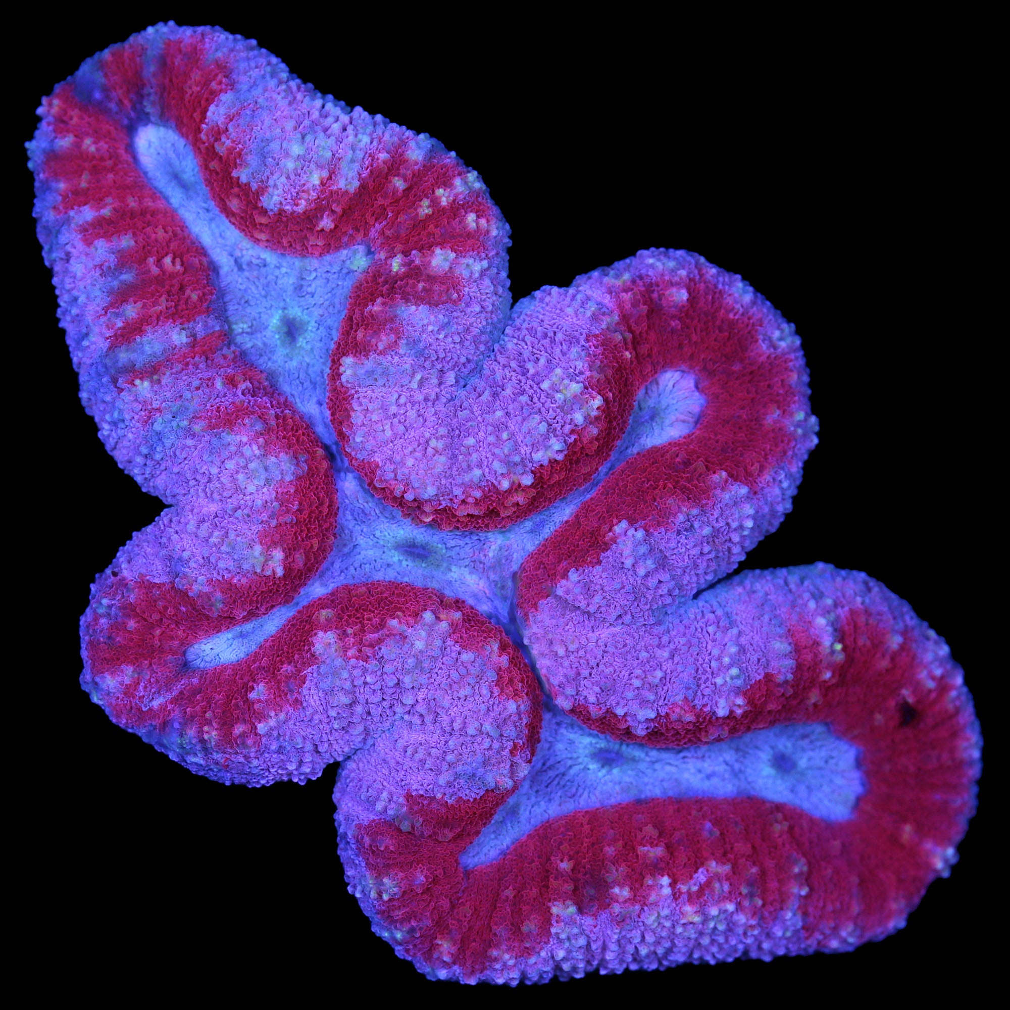 Ultra Aussie Lobophyllia Coral Colony