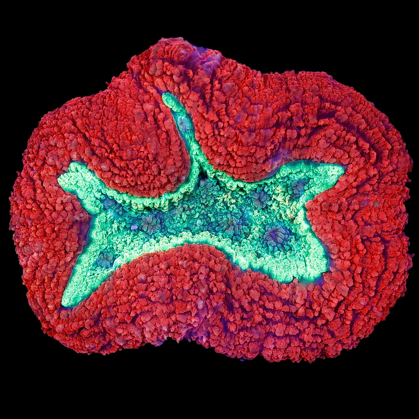 Red & Green Symphyllia Coral Colony