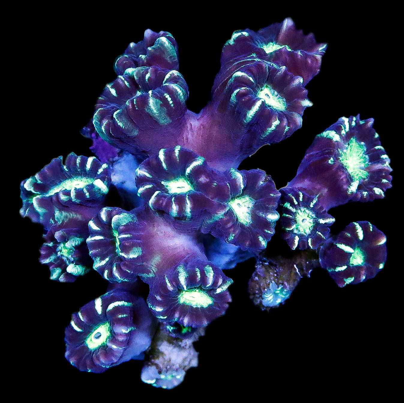 Ultra Aussie Candy Cane Coral Colony
