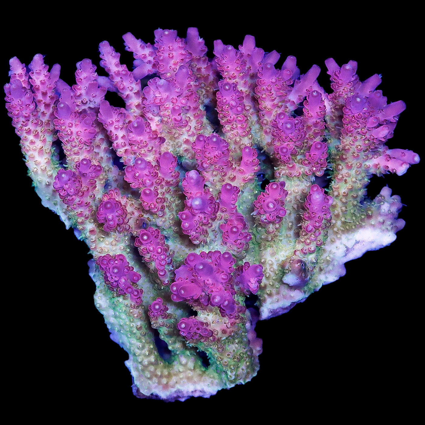 Ultra Aussie Acropora Coral Colony