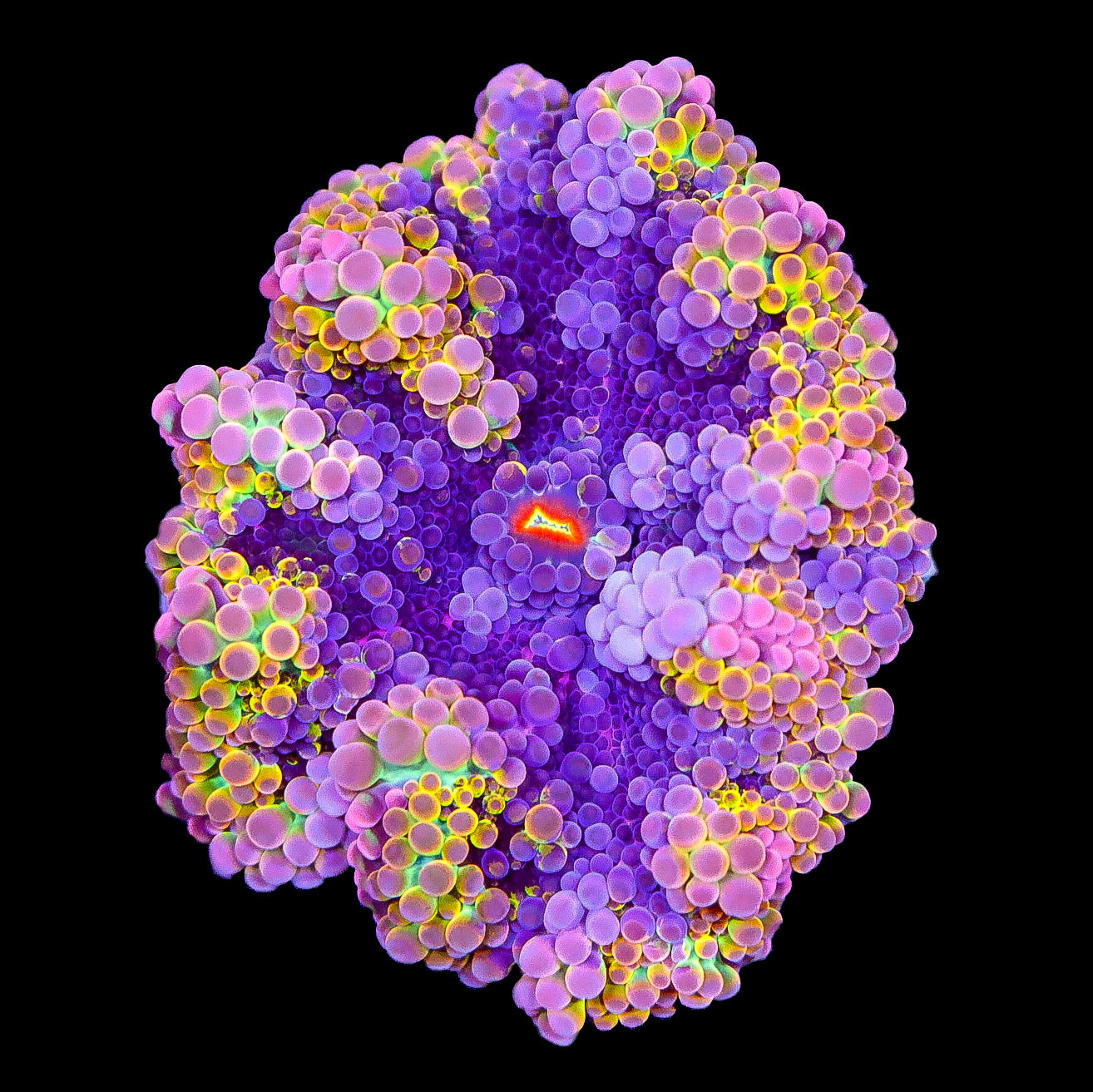Rainbow Ricordea Yuma Mushroom - Solomon Islands