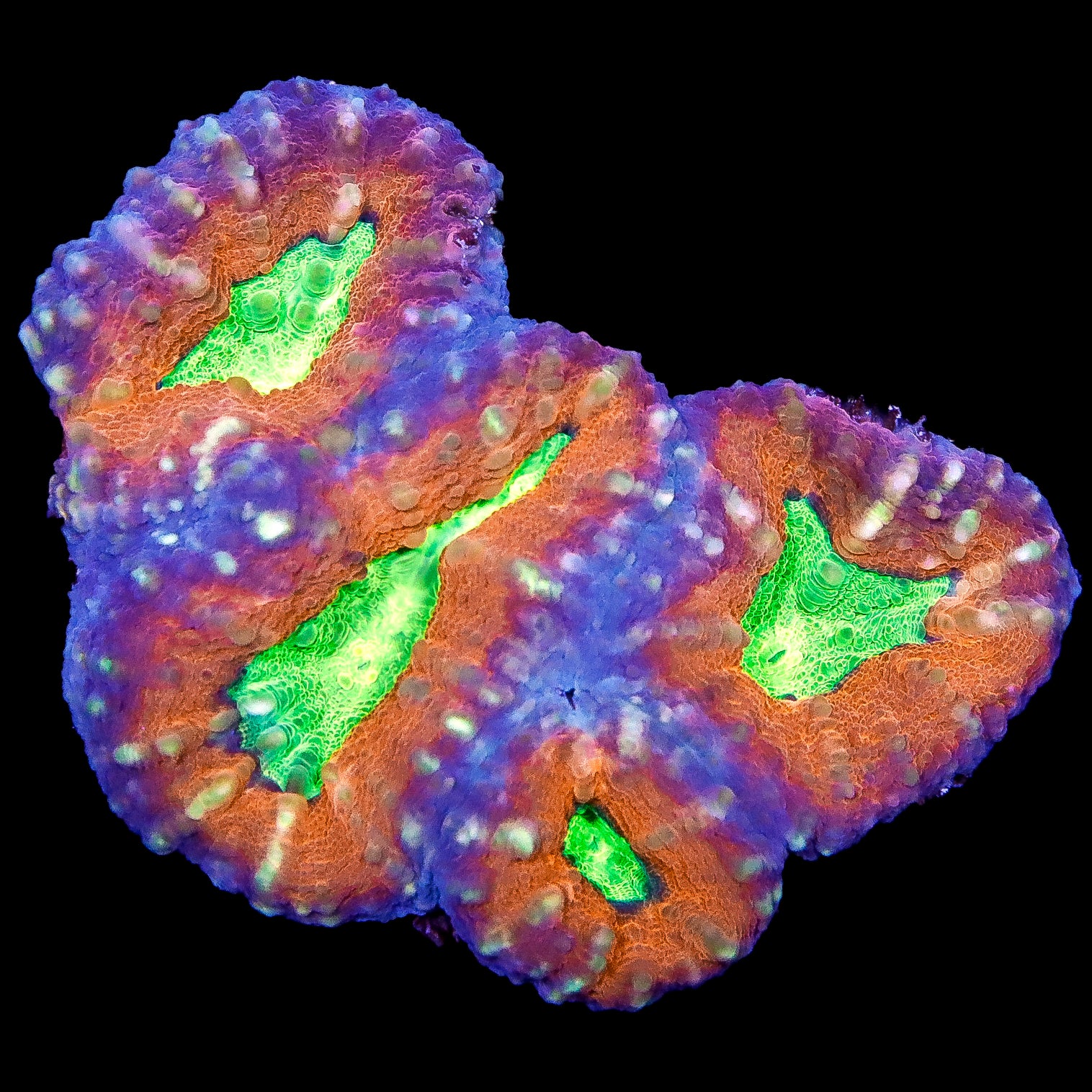 Ultra Molten Lobophyllia Coral Colony