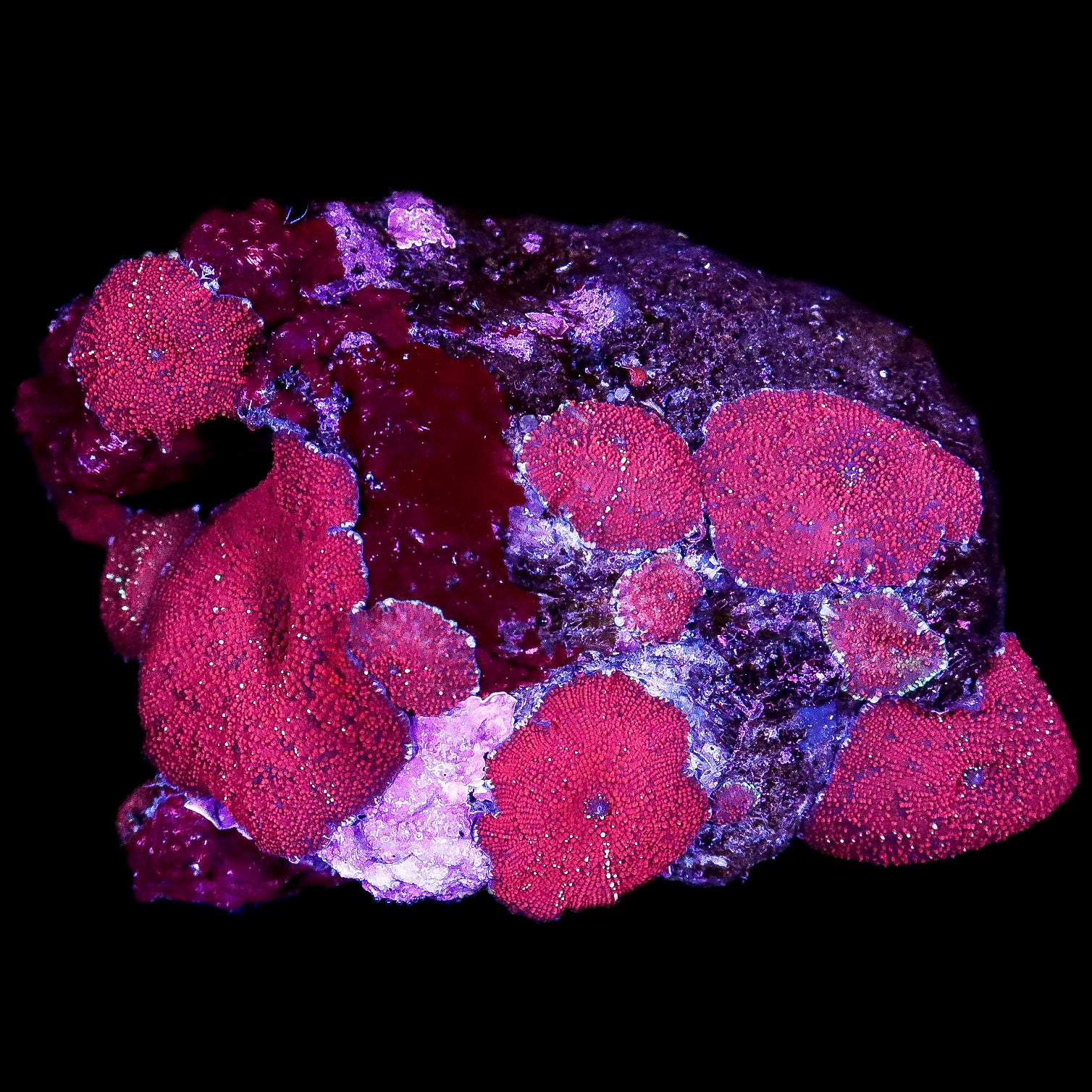 Ultra Red Mushroom Coral Colony