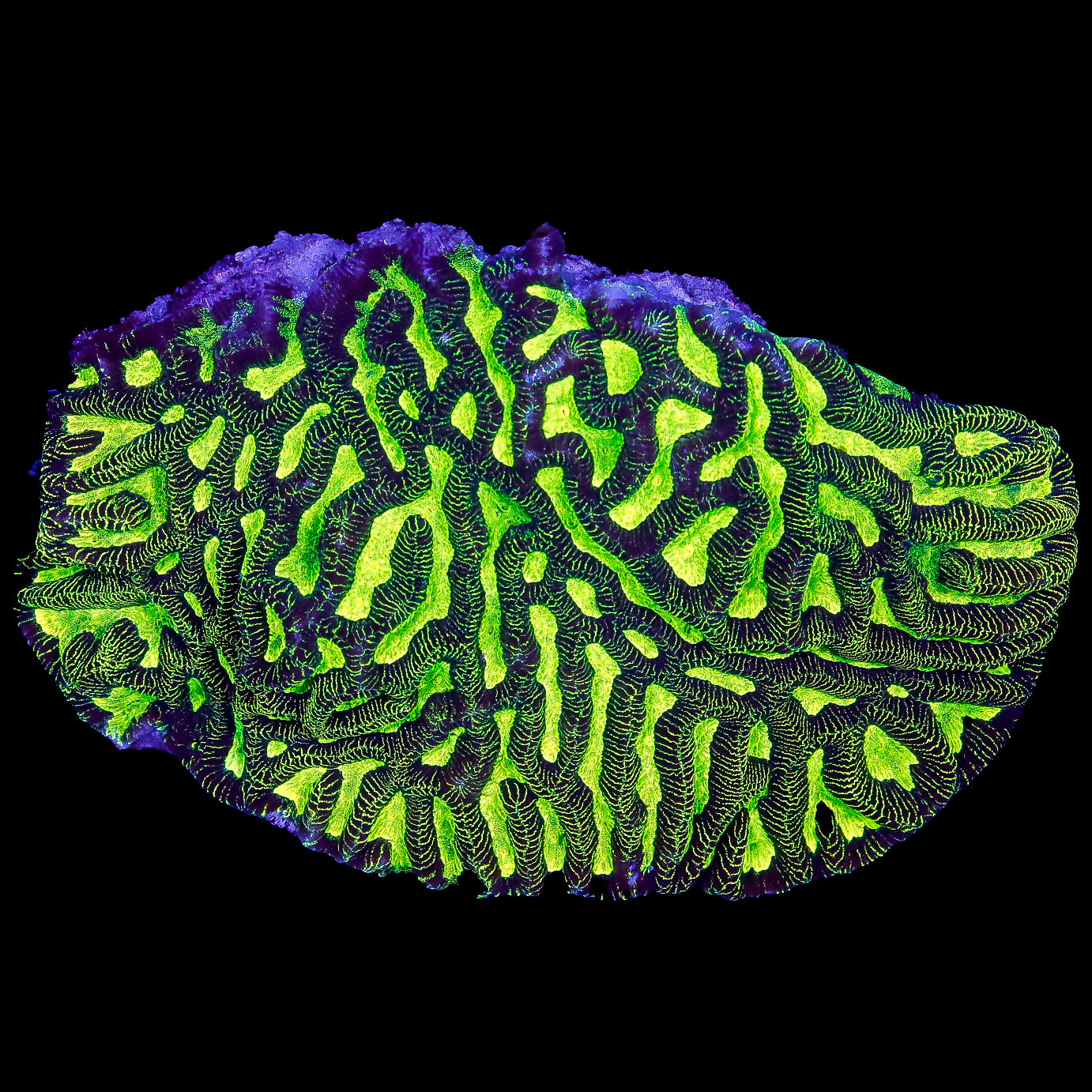 Neon Aussie Platygyra Coral Colony