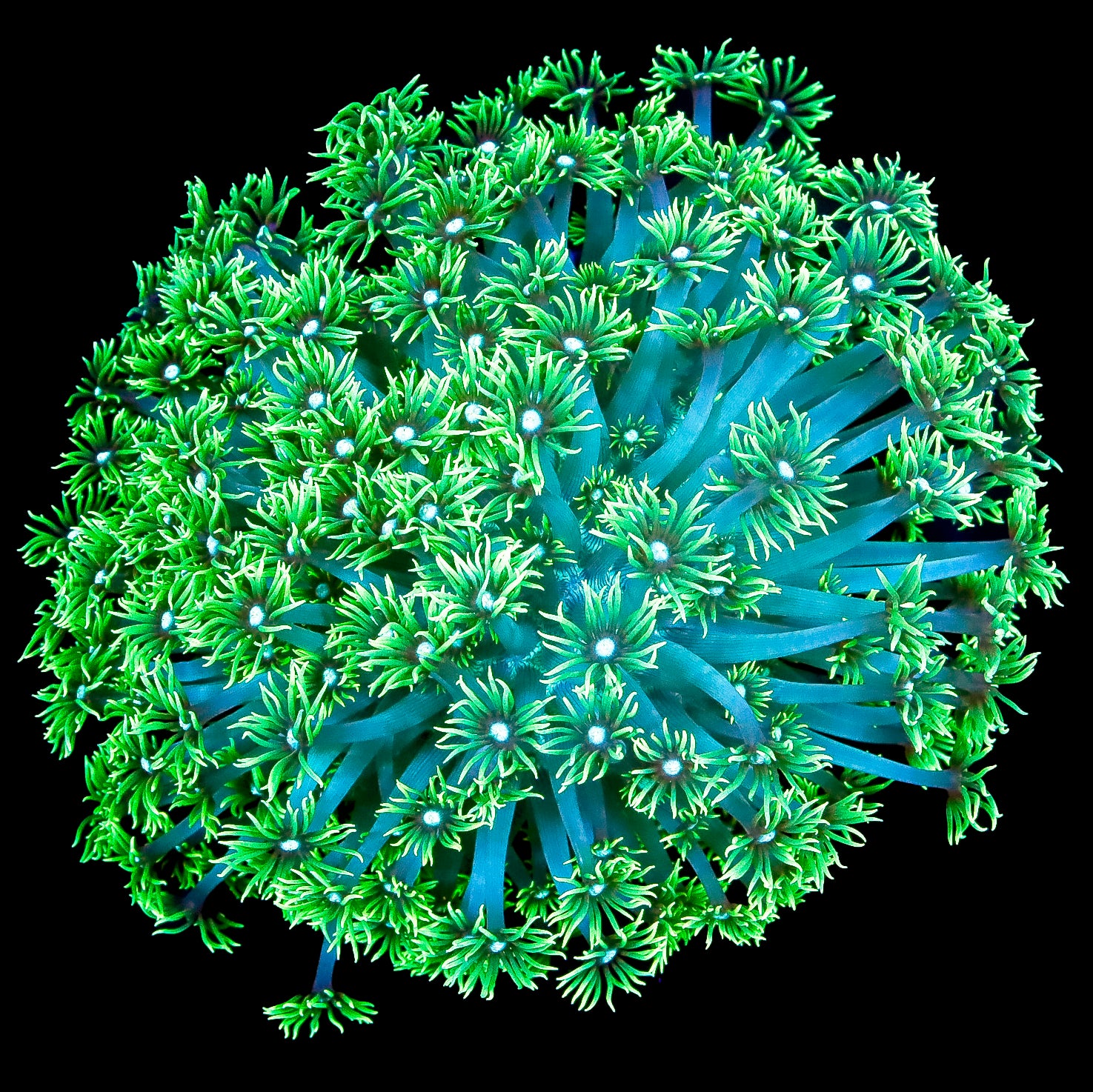 XL Toxic Aussie Goniopora Coral Colony