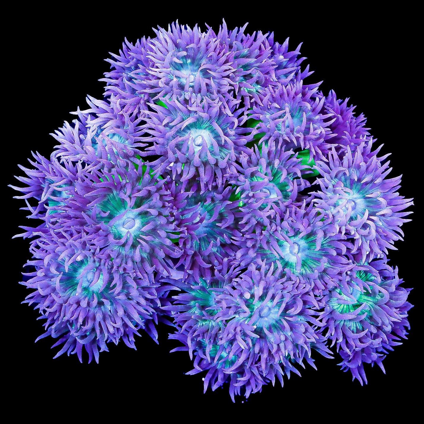 Neon Green Duncan Coral Colony