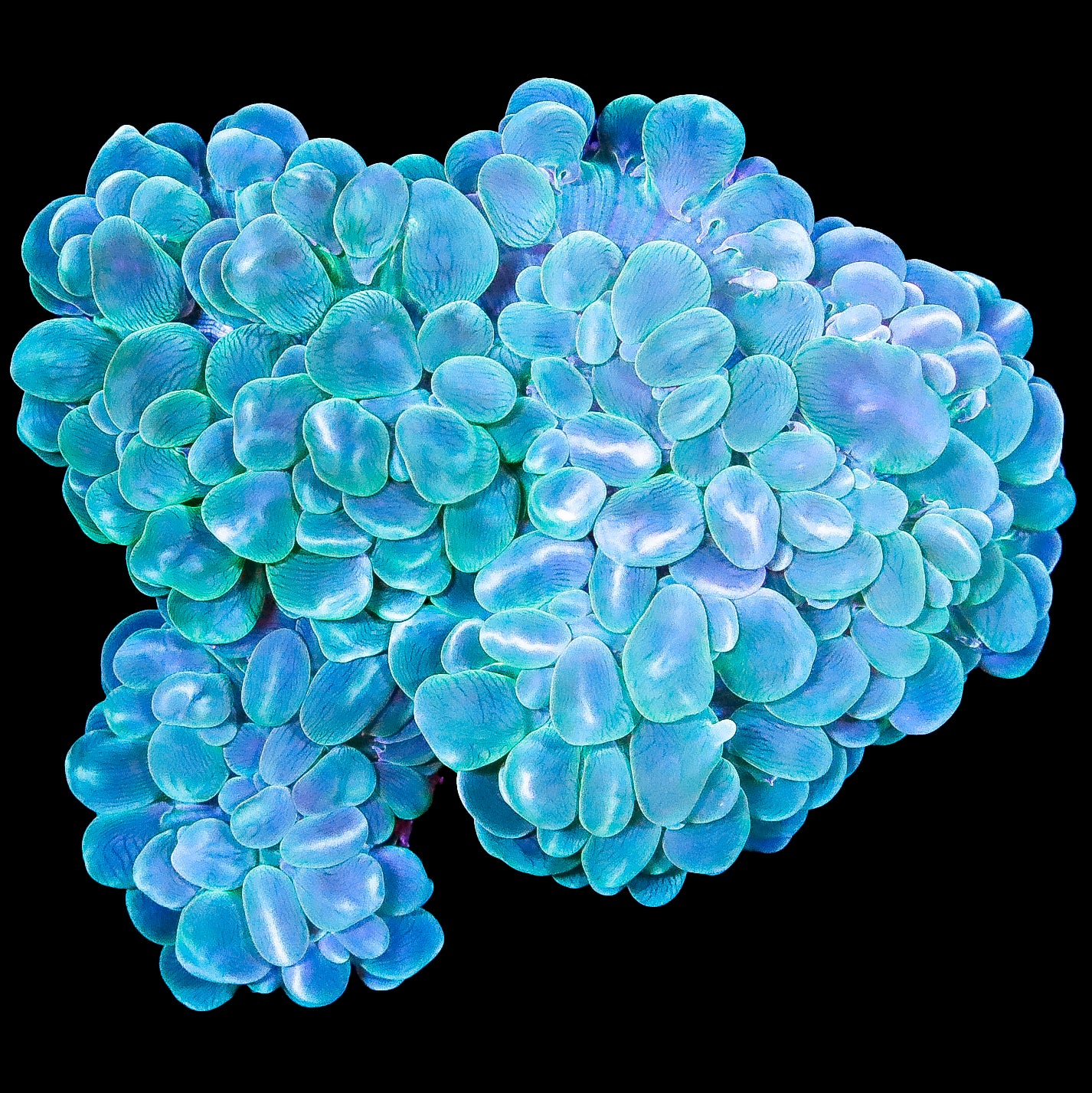 XL Green Bubble Coral Colony