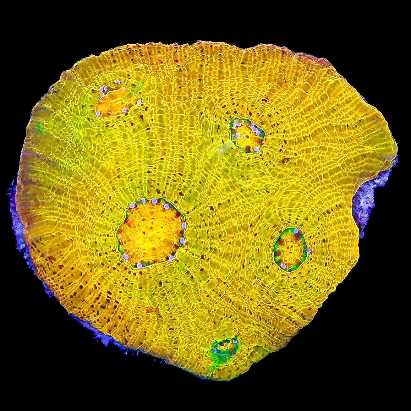 Golden Ticket Echinophyllia Coral Colony