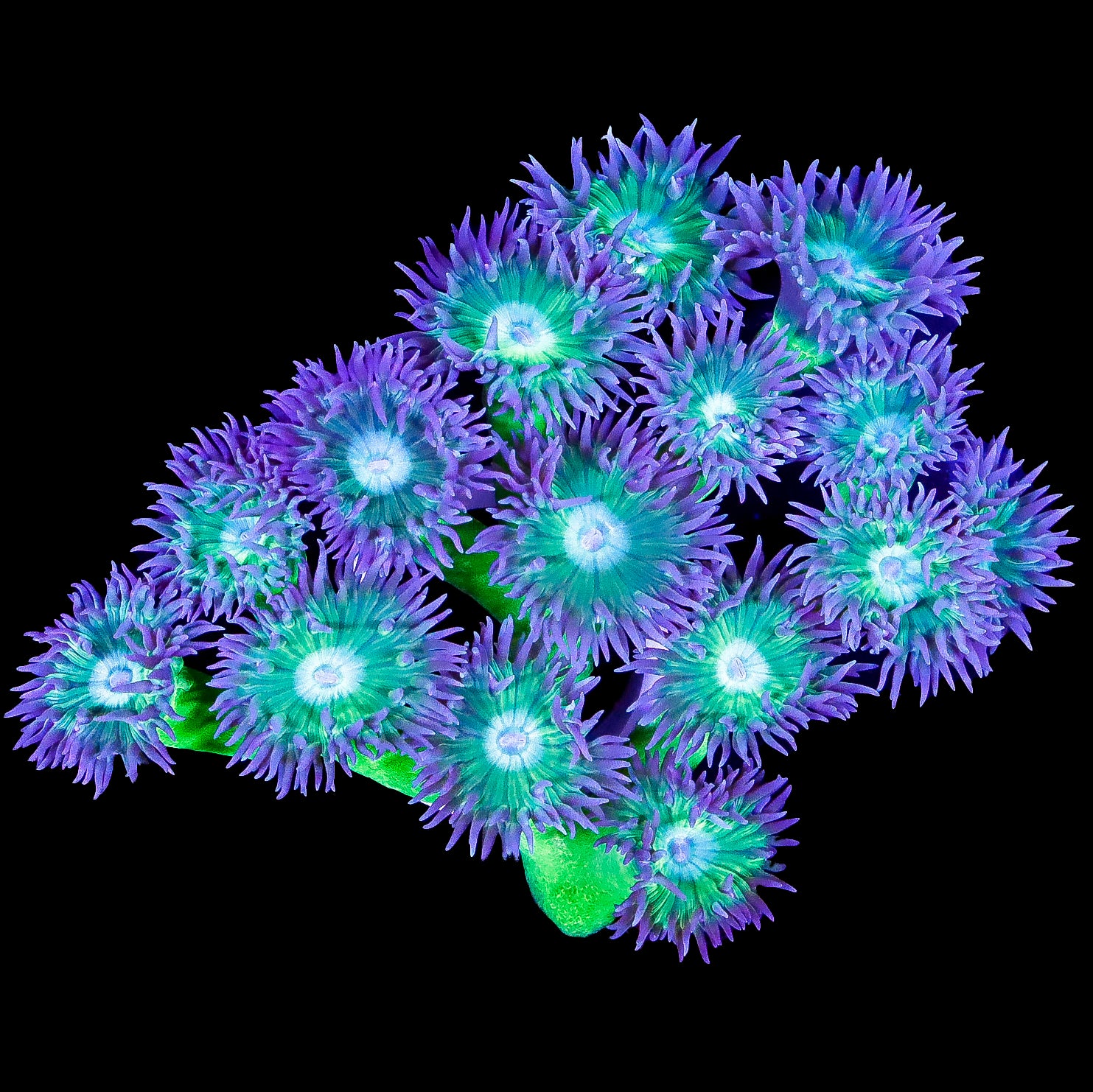 XL Neon Green Duncan Coral Colony