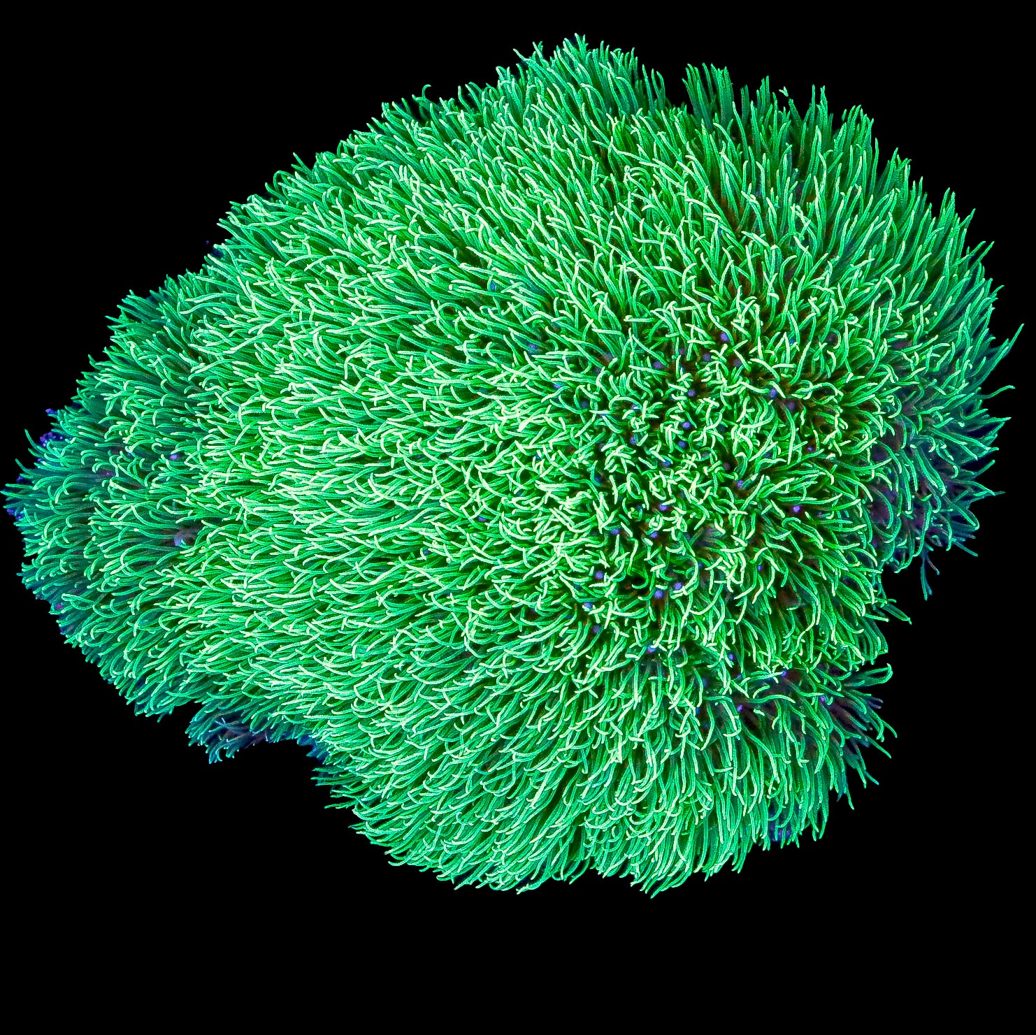 Neon Green Star Polyp Colony