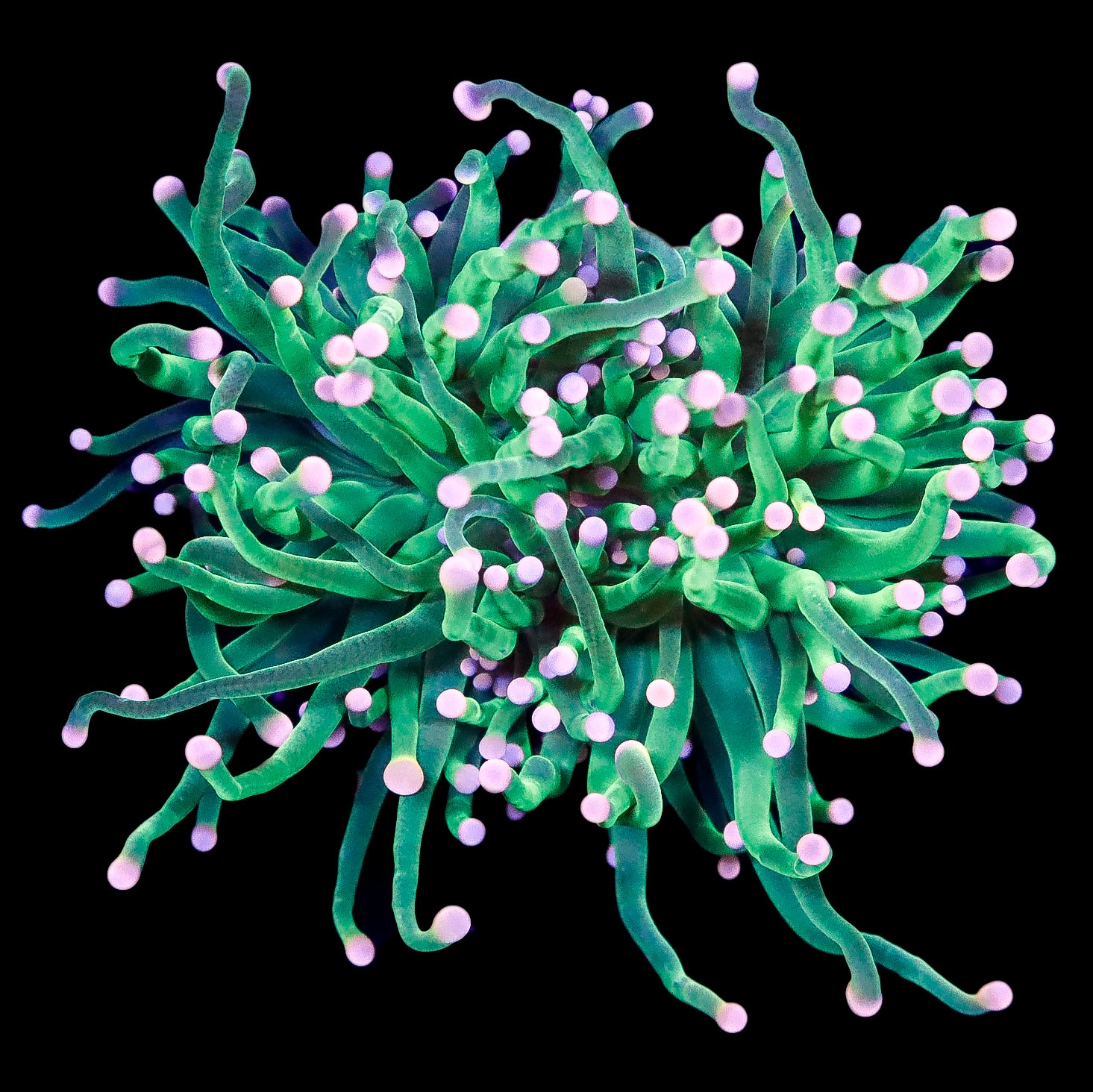 Electric Green Torch Coral