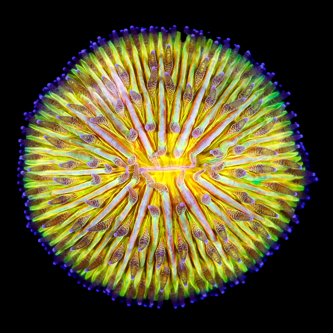 Rising Sun Fungia Plate Coral