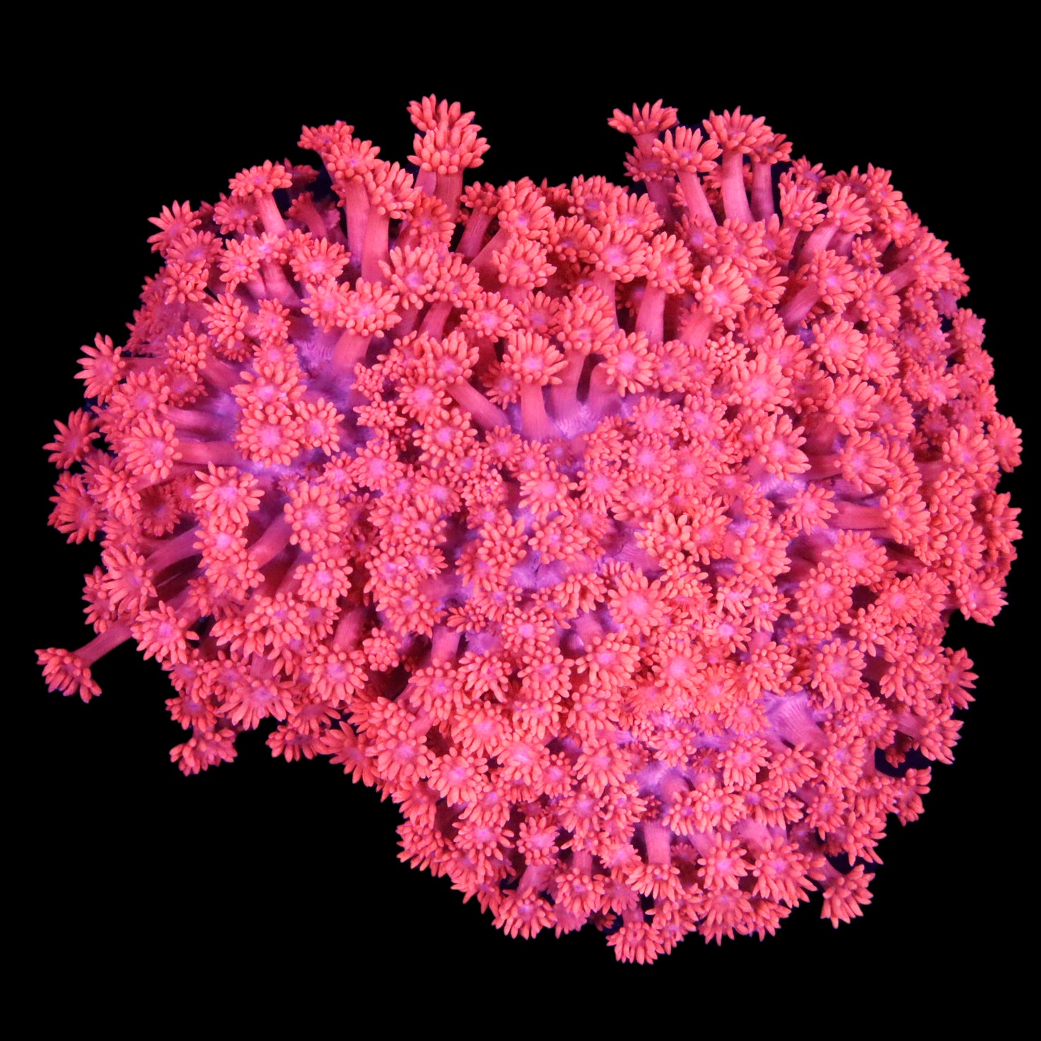 Ultra Aussie XL Red Goniopora Coral Colony