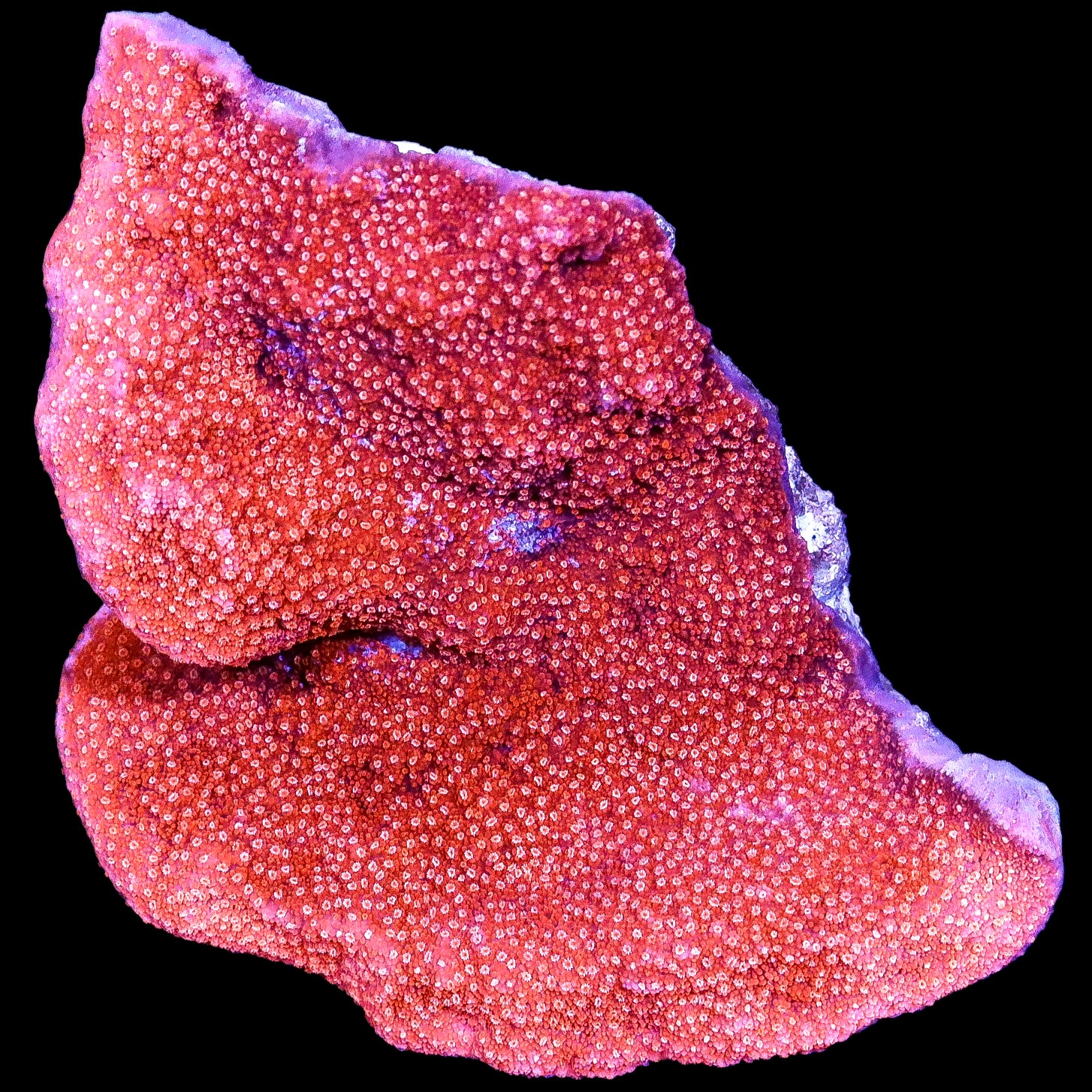 Ulttra Red Aussie Montipora Coral Colony