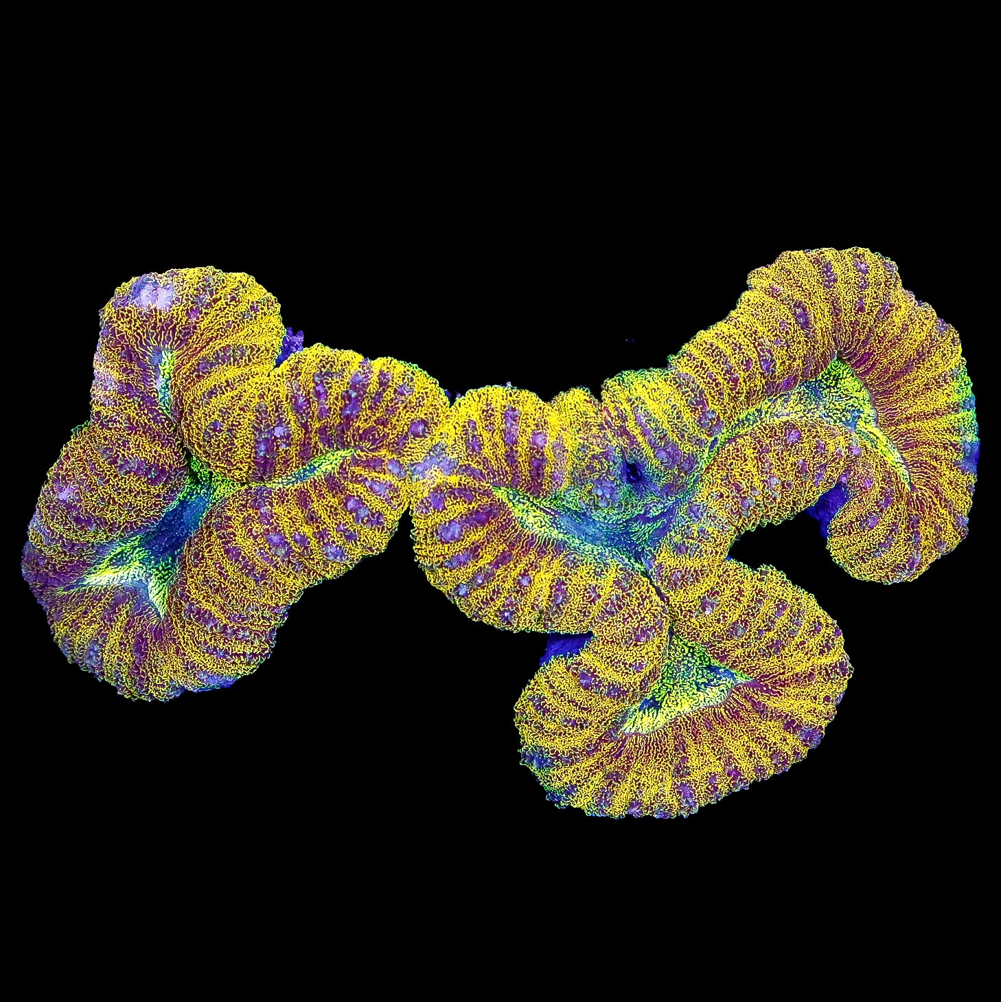 Ultra Aussie Lobophyllia Coral