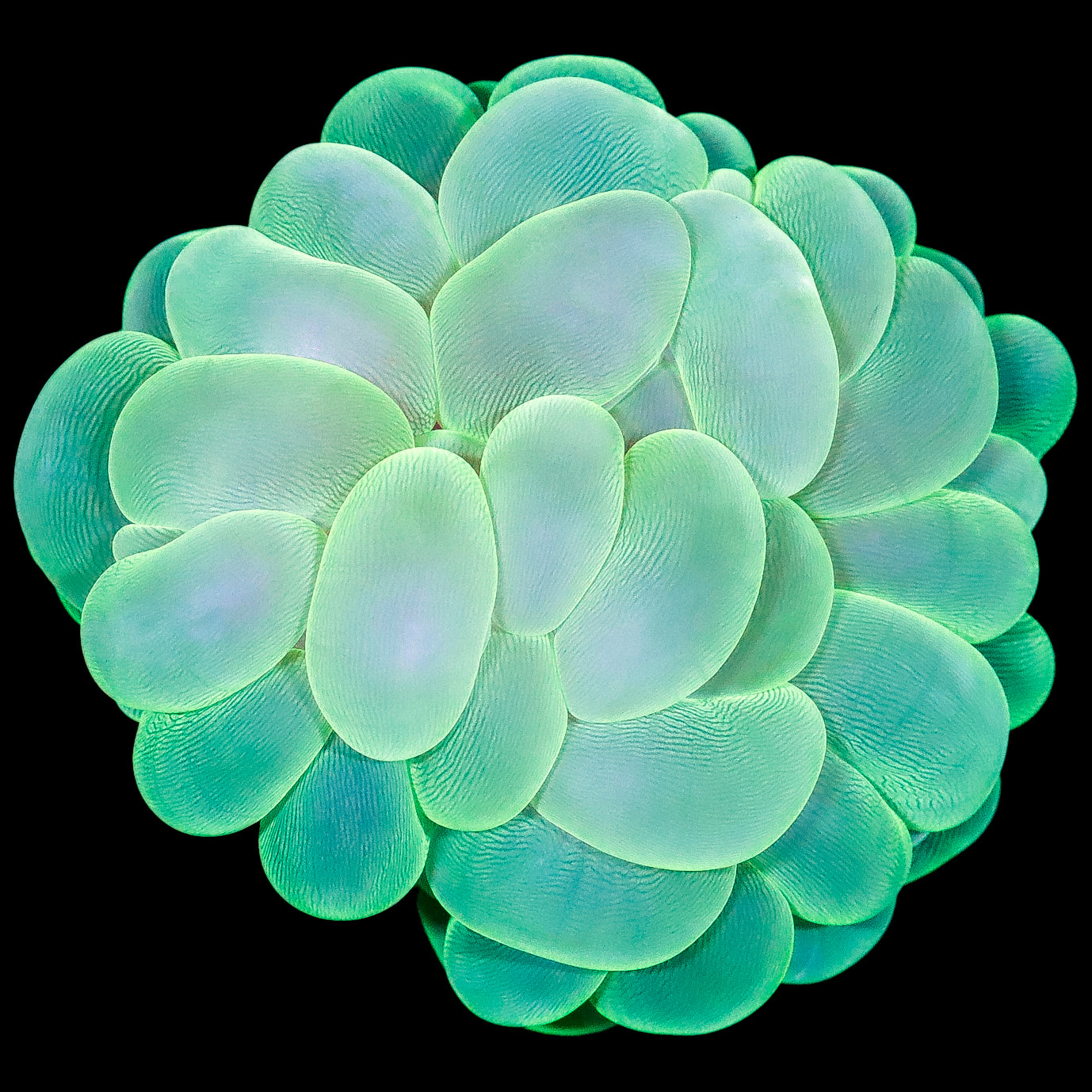 Neon Green Bubble Coral Colony