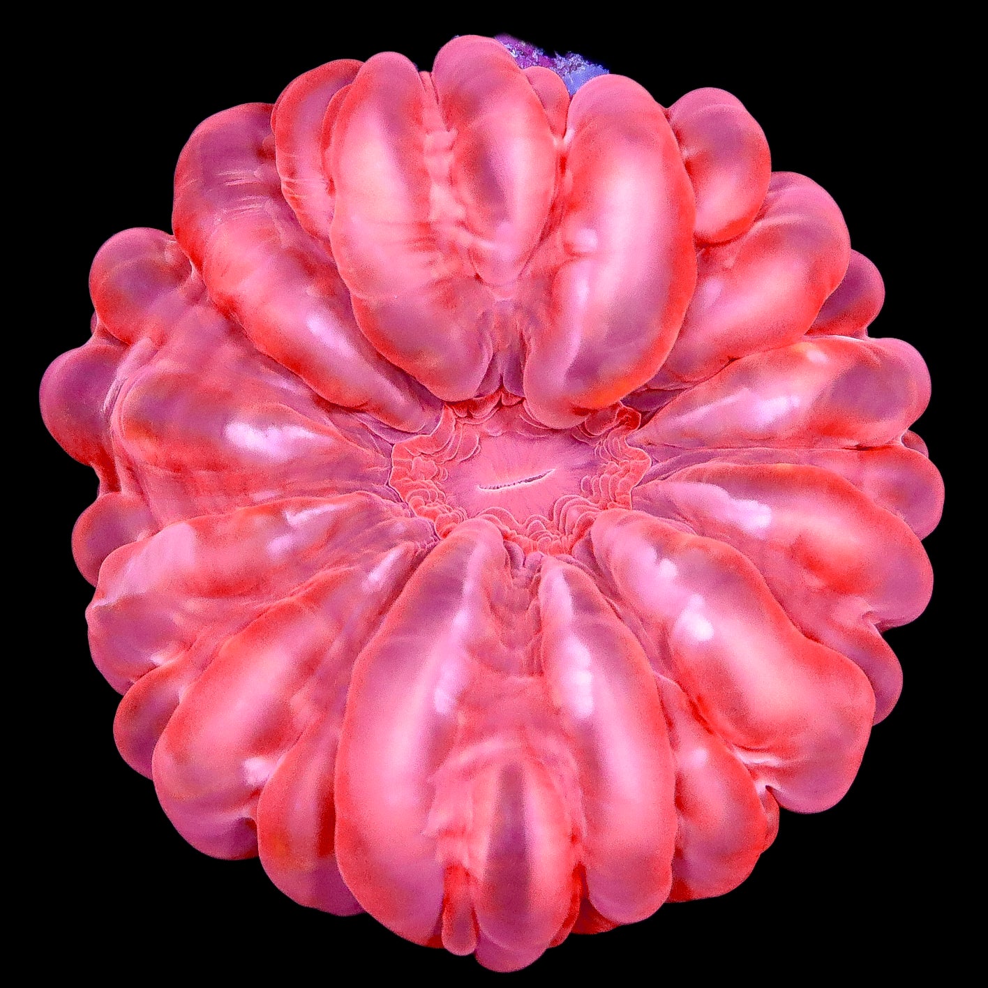 Ultra Red Aussie Cynarina Coral