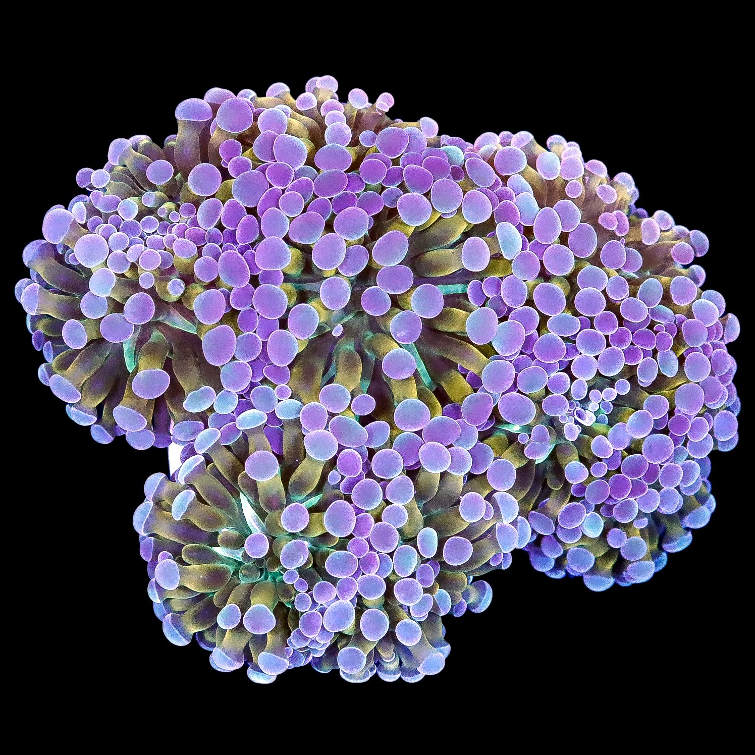 Rainbow Torch Coral - 4 heads