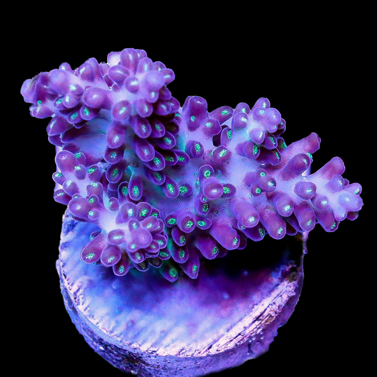 Ice Titan Acropora Coral