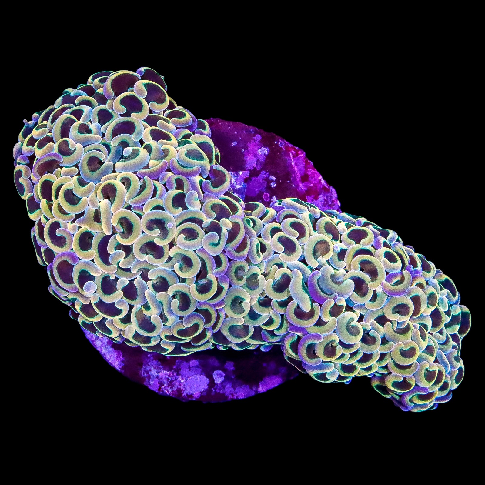 Ultra Rainbow Hammer Coral Colony